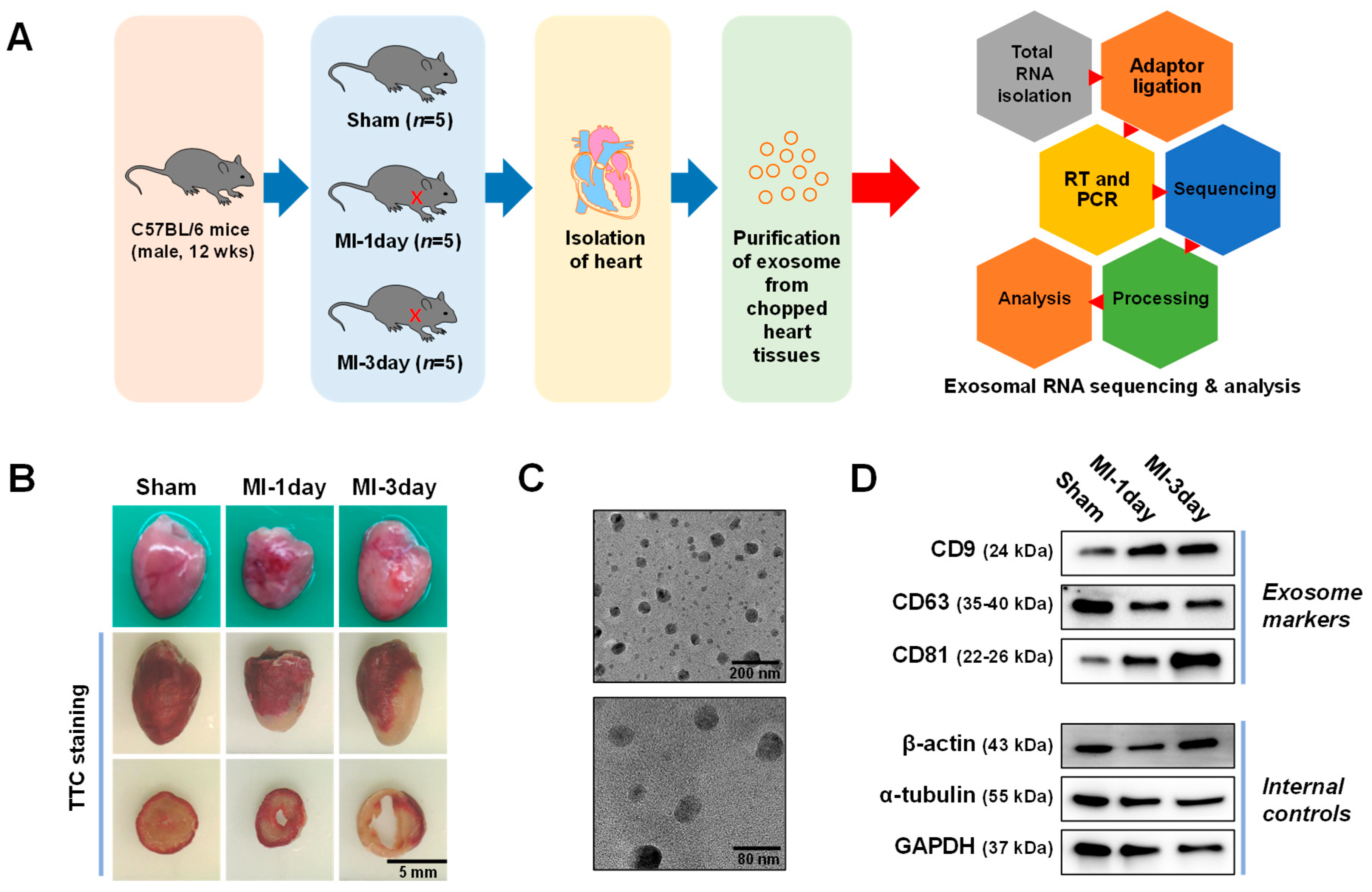 Biomedicines 12 00430 g001