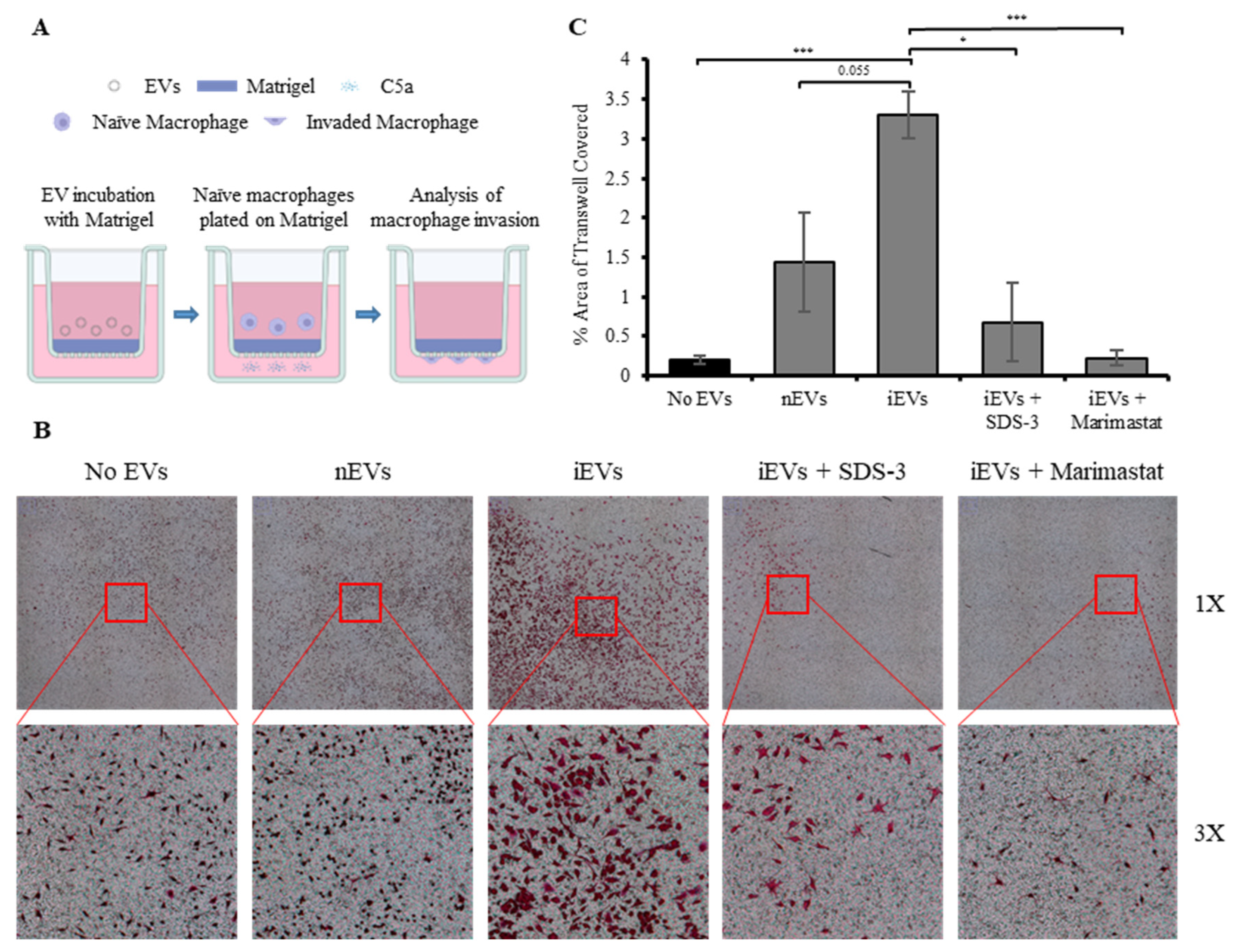Biomedicines 12 00434 g006