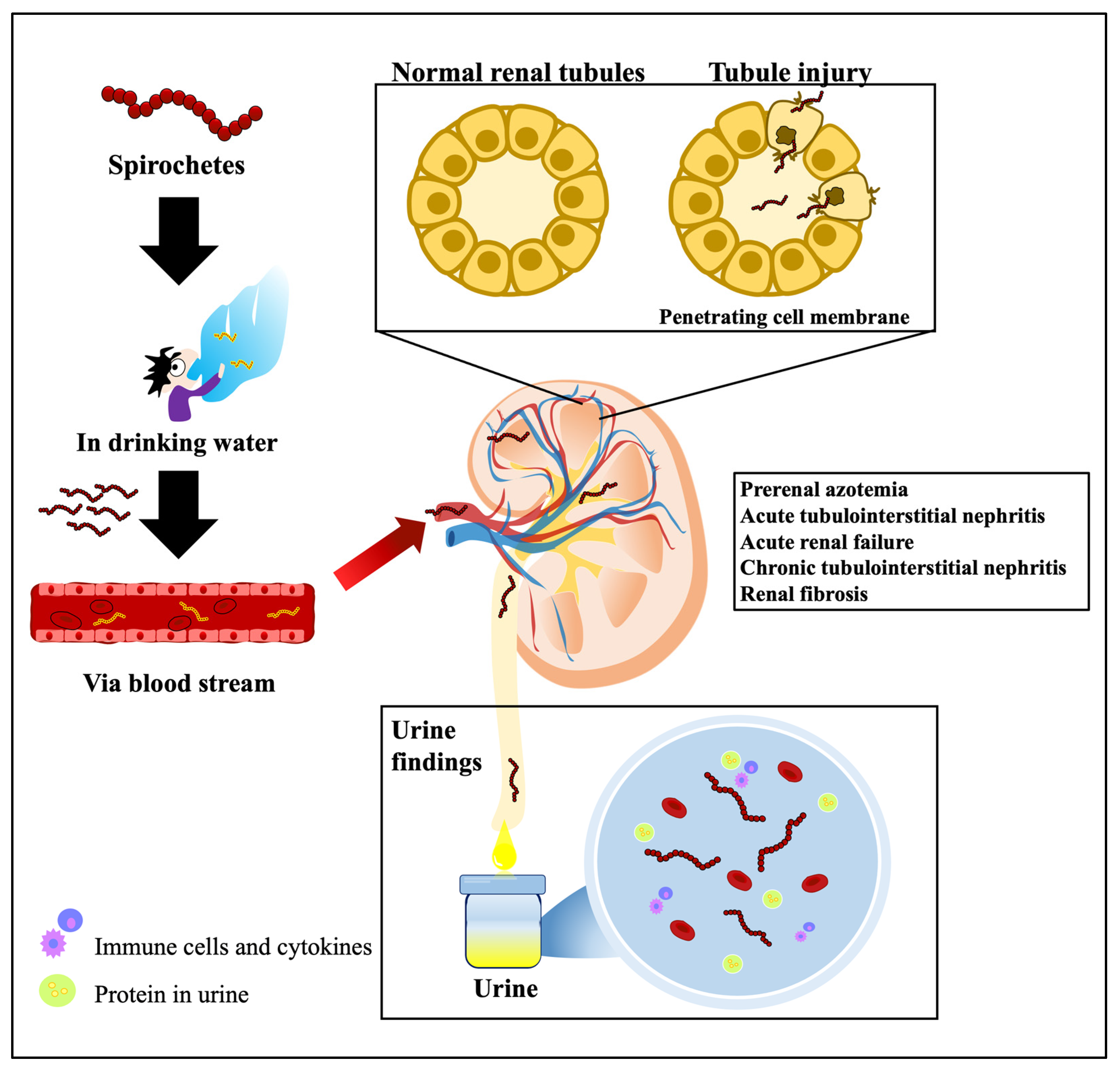 Biomedicines 12 00435 g005
