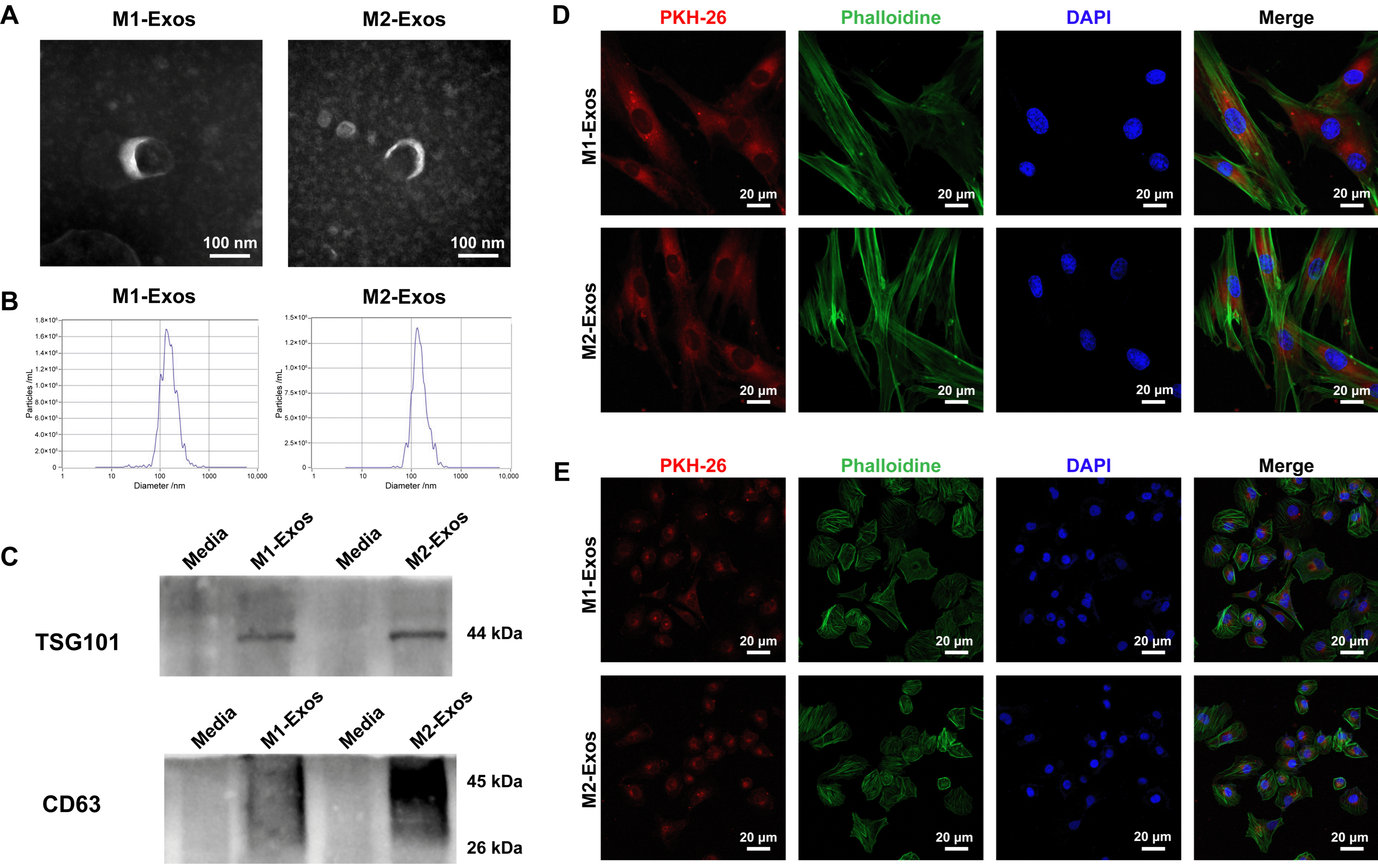 Biomedicines 12 00441 g003