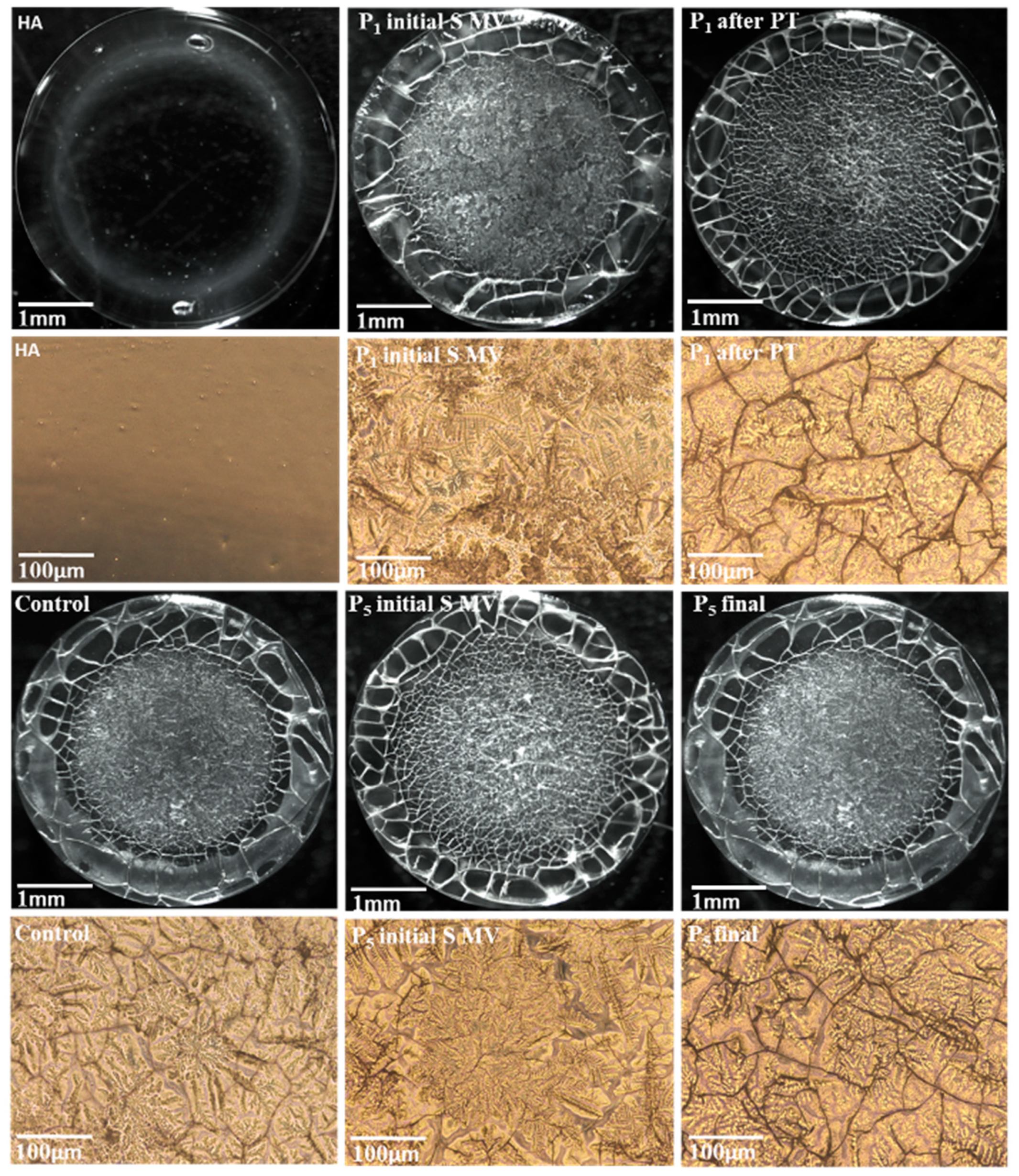 Biomedicines 12 00449 g010 Biomedicines 12 00449 g010