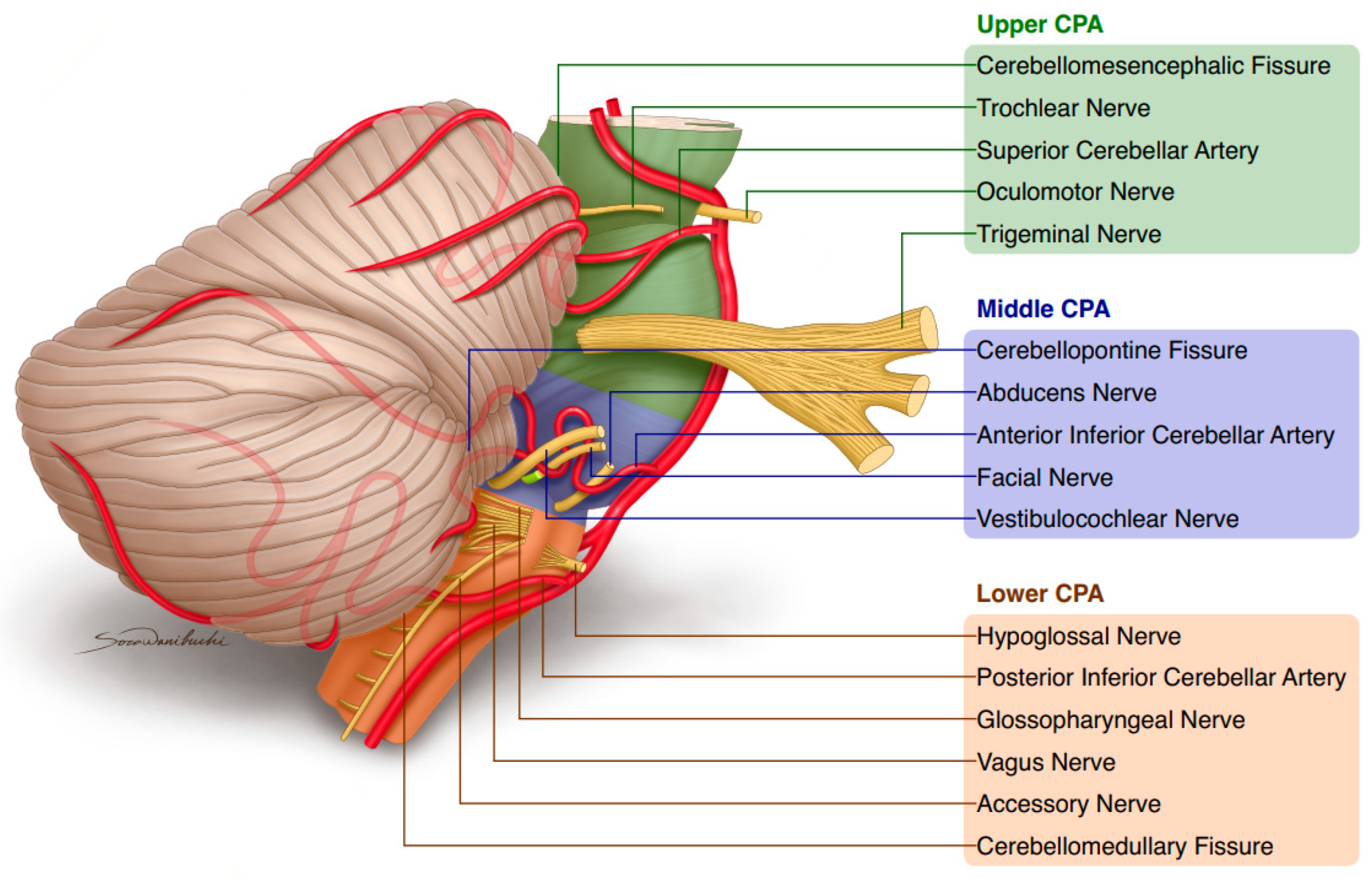 Biomedicines 12 00452 g001 Biomedicines 12 00452 g001