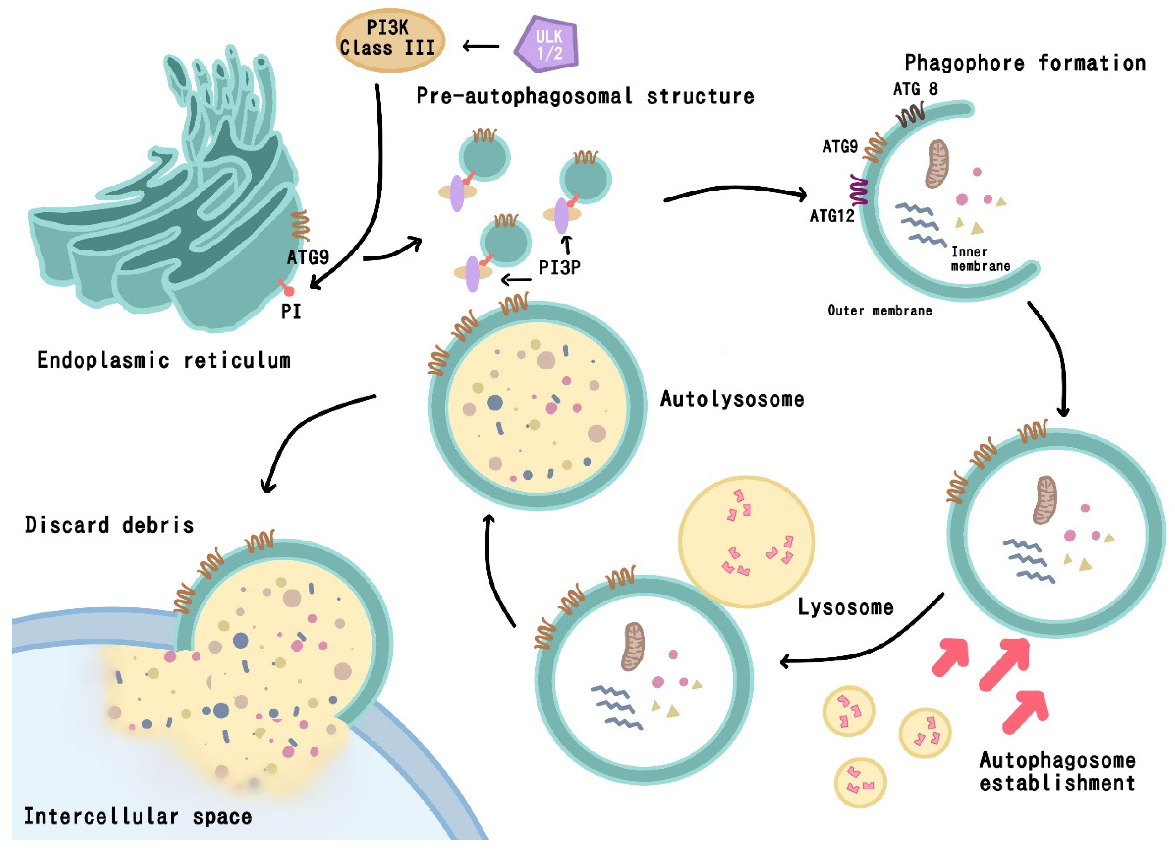 Biomedicines 12 00462 g001