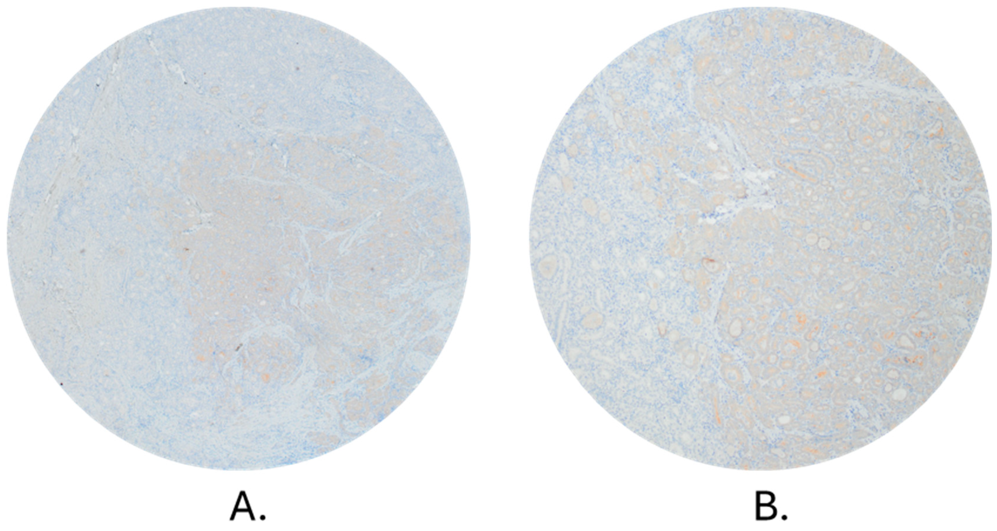 Biomedicines 12 00477 g002a