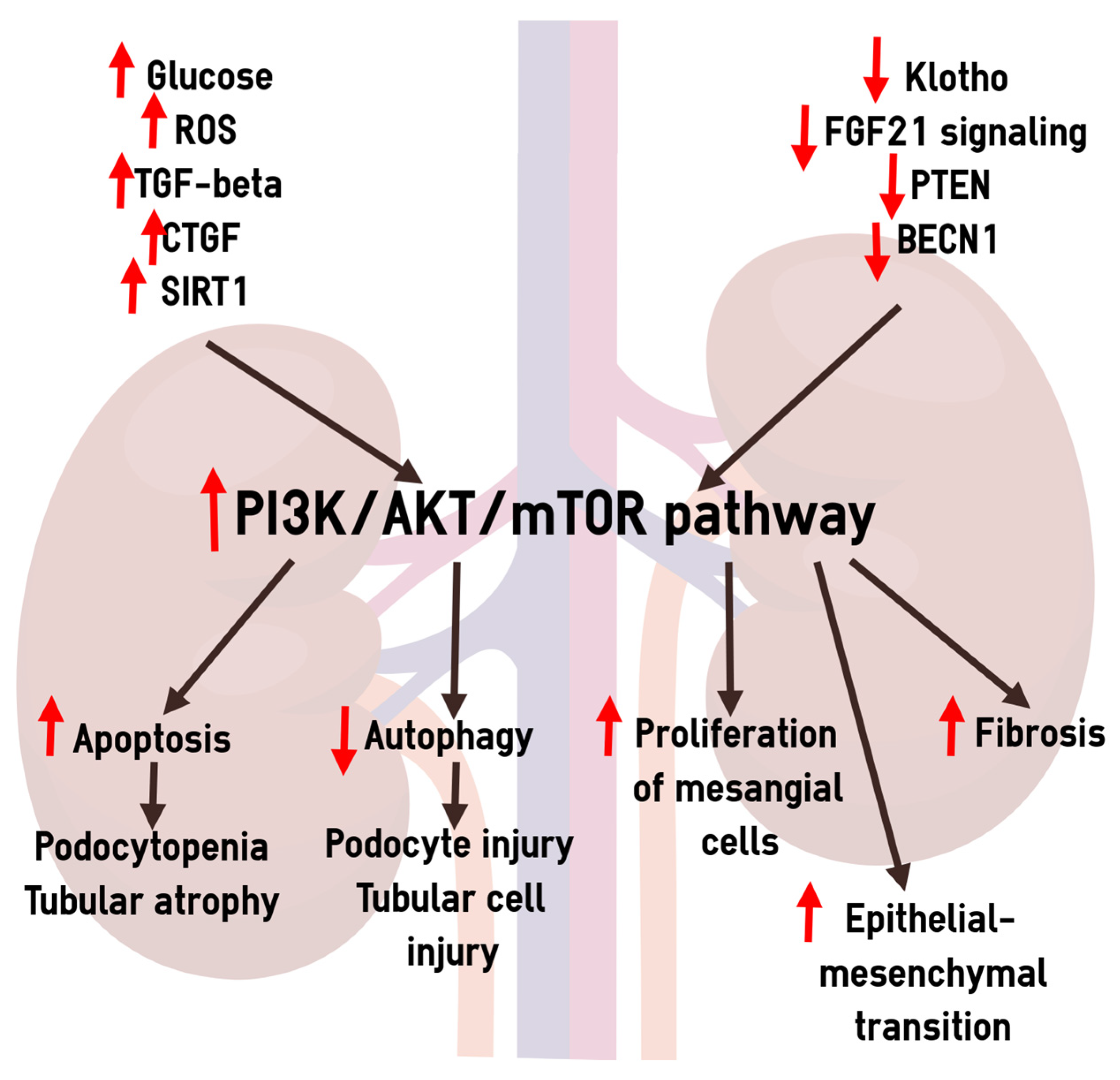 Biomedicines 12 00487 g002