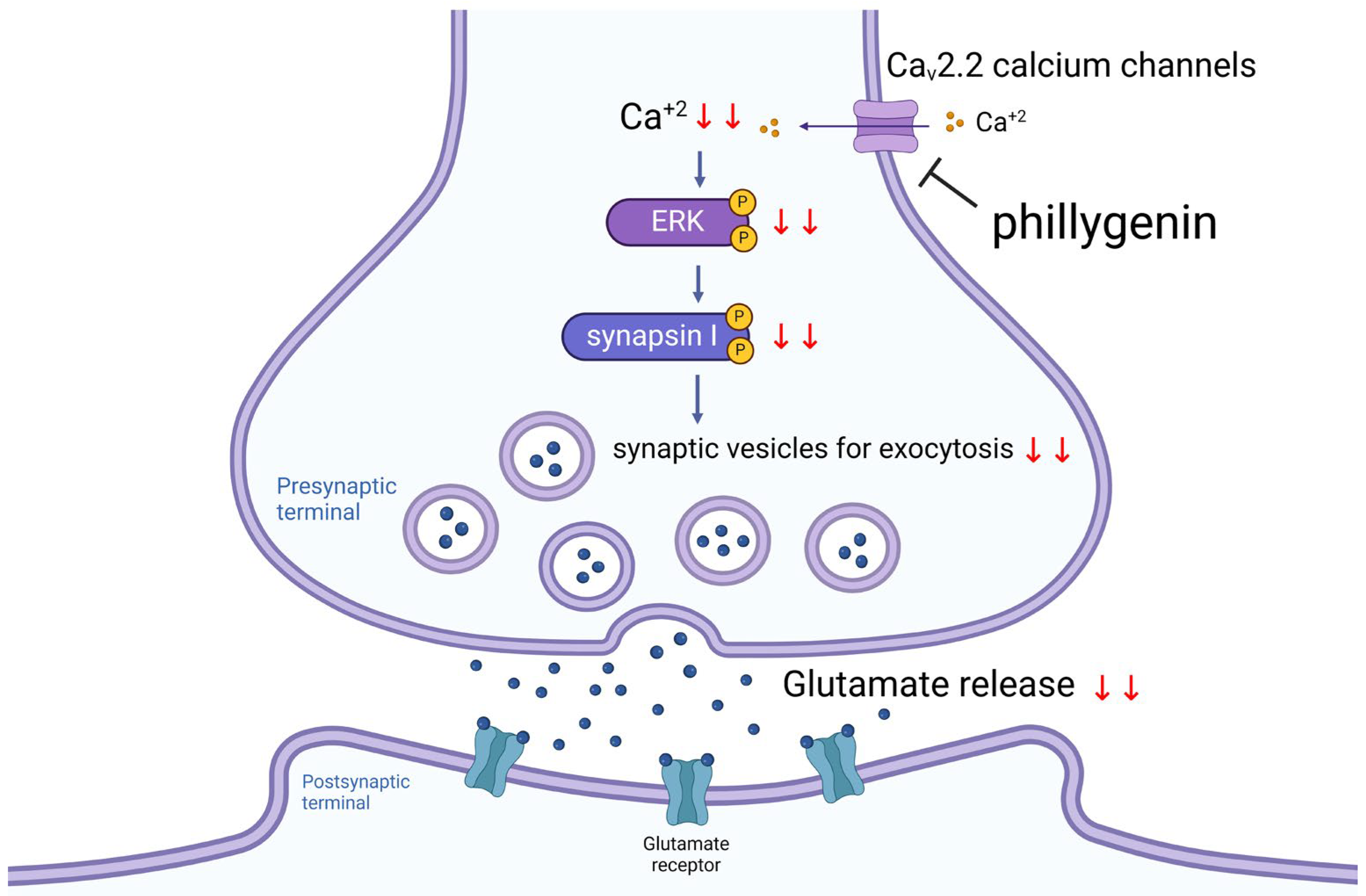 Biomedicines 12 00495 g006