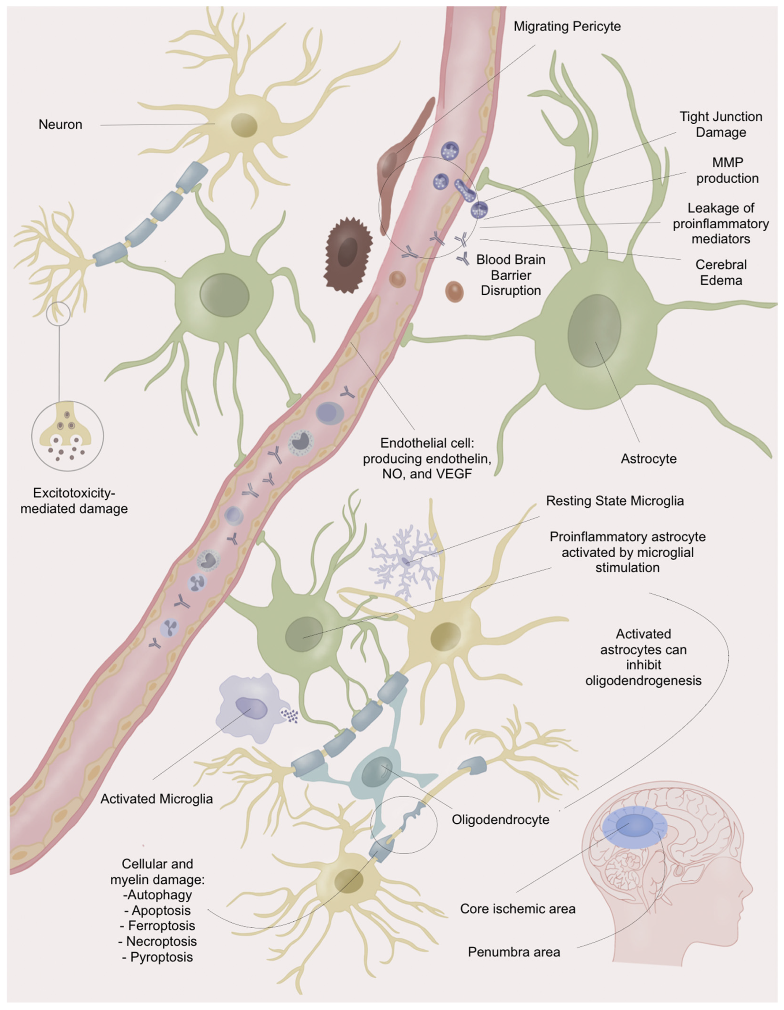 Biomedicines 12 00501 g001