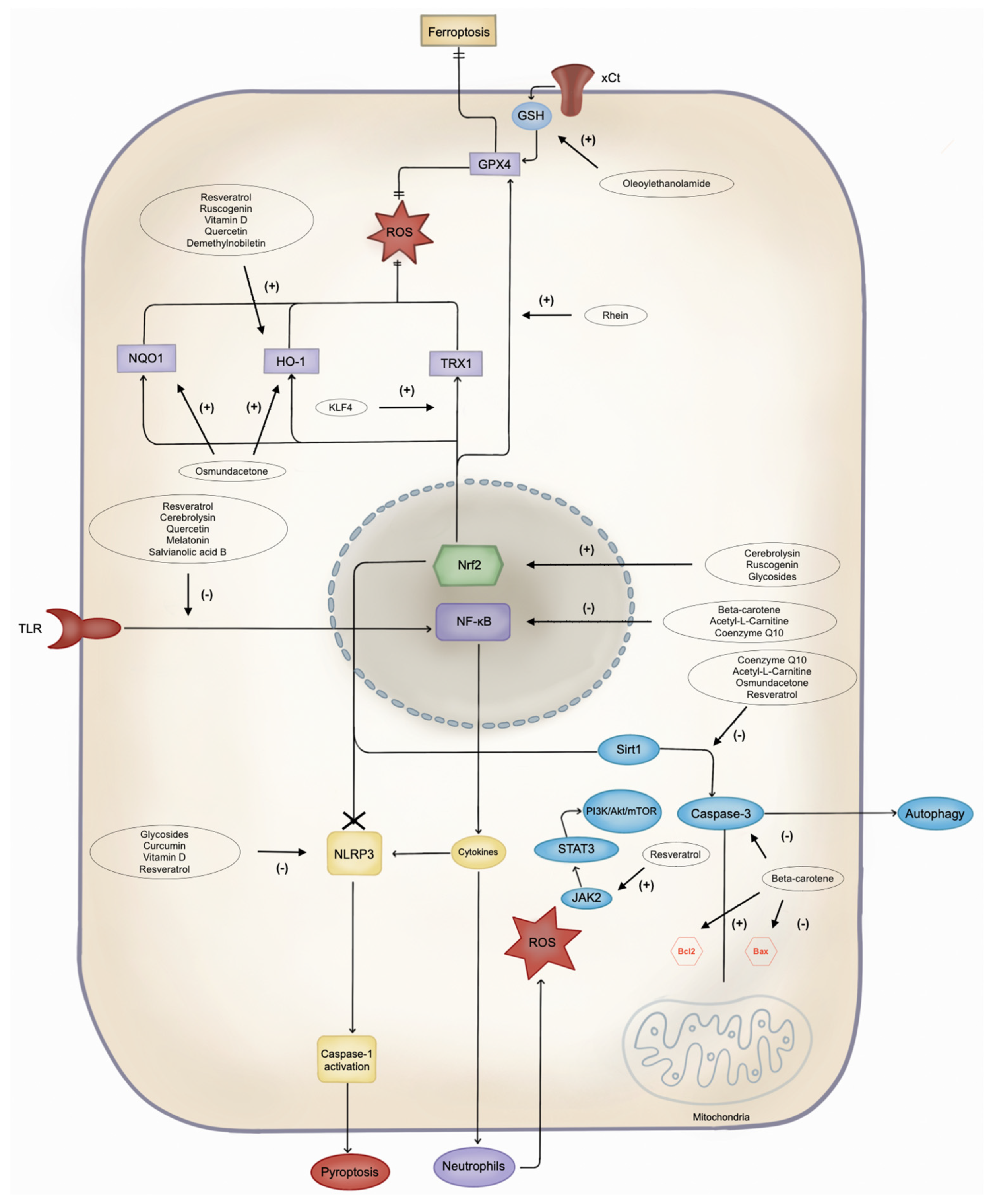 Biomedicines 12 00501 g002