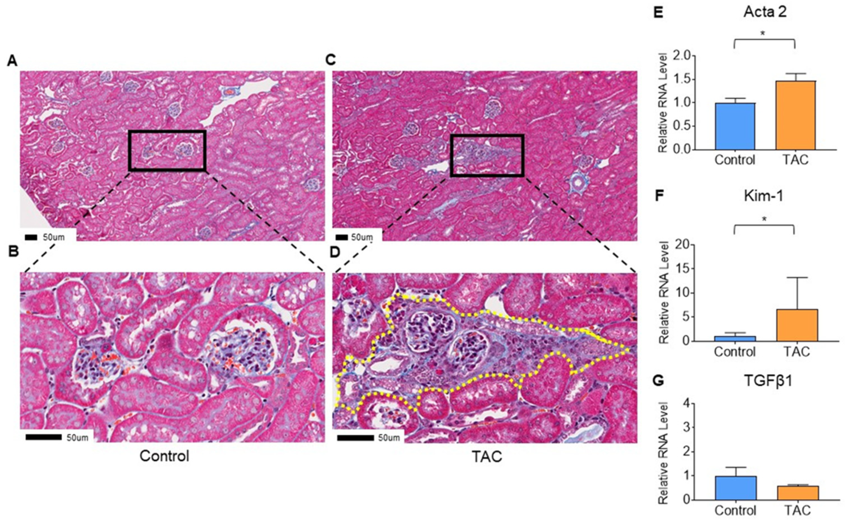 Biomedicines 12 00521 g002