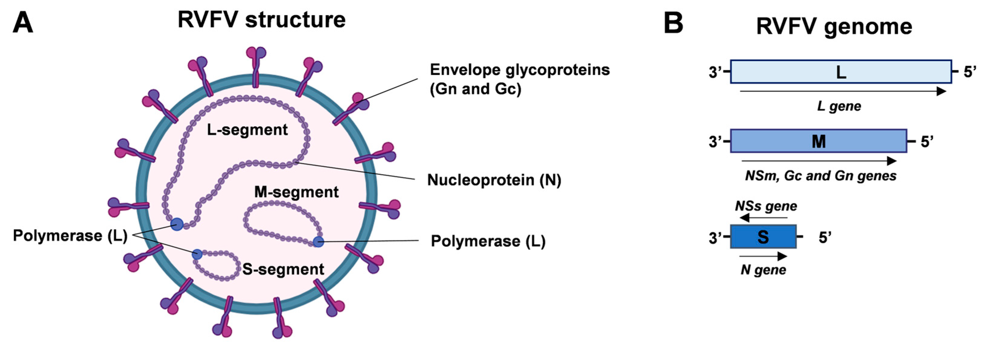 Biomedicines 12 00540 g001 Biomedicines 12 00540 g001