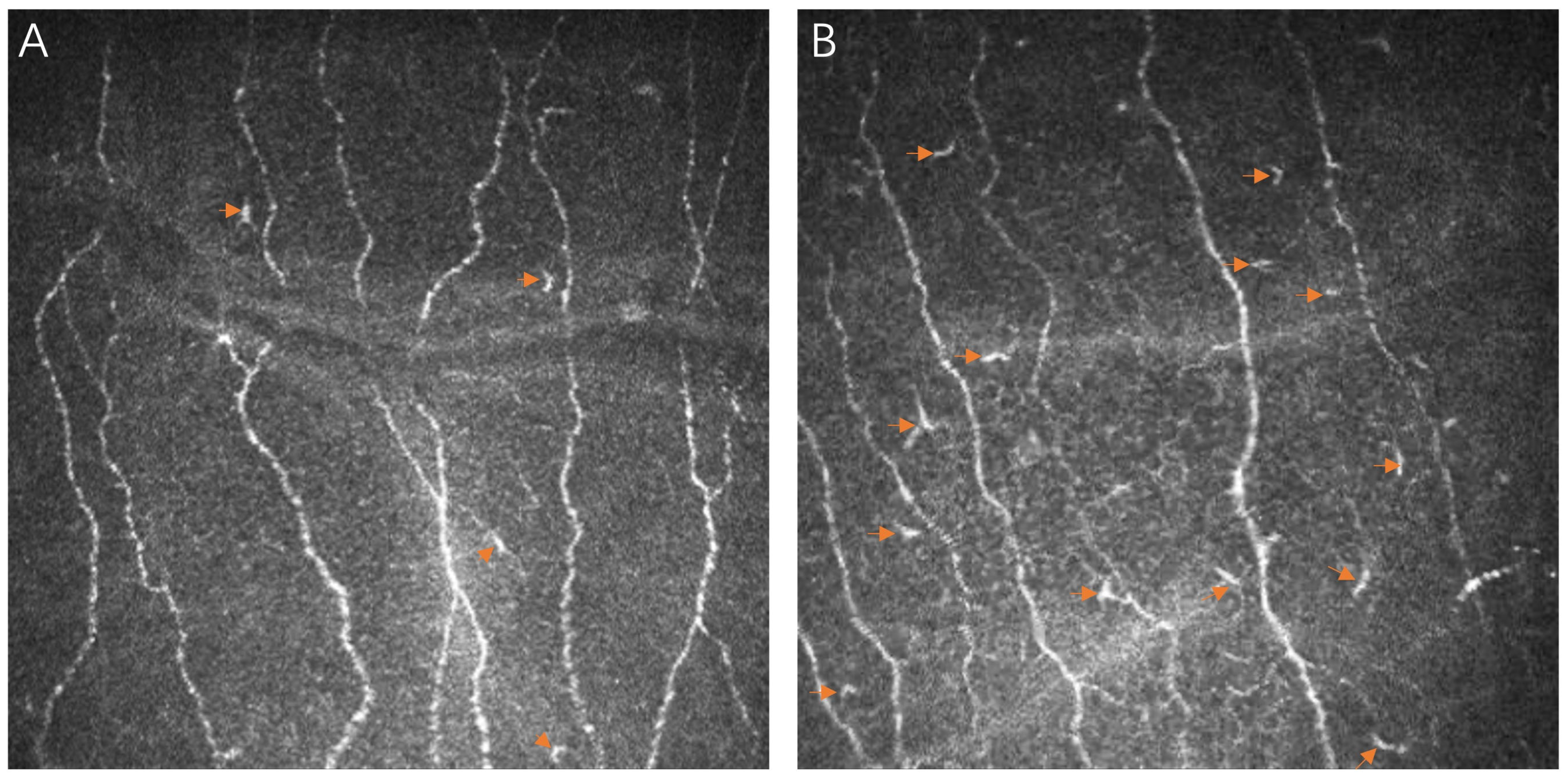 Biomedicines 12 00555 g001