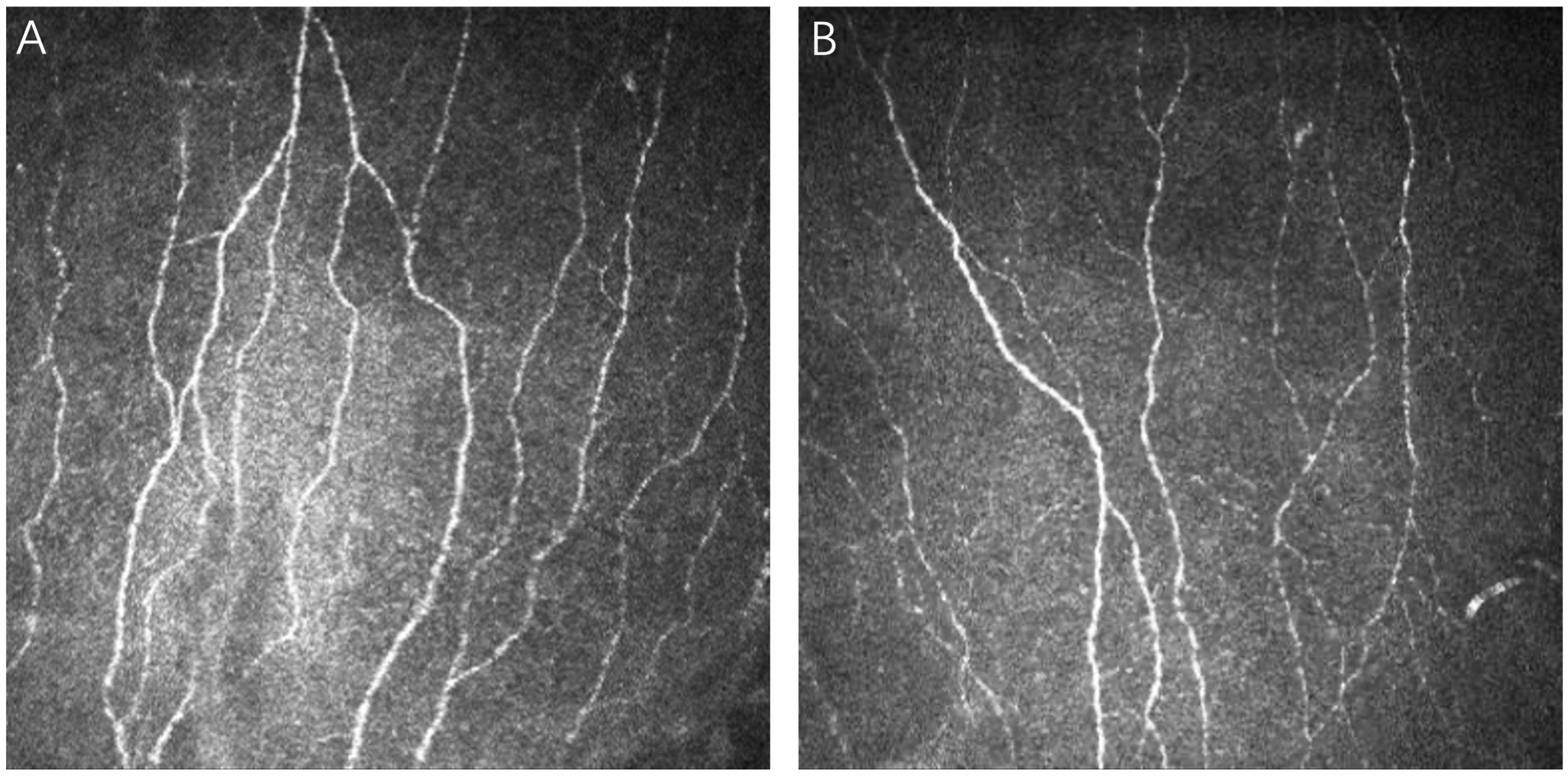 Biomedicines 12 00555 g003