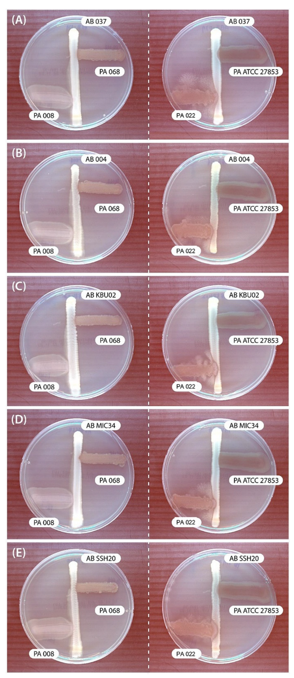 Biomedicines 12 00556 g001 Biomedicines 12 00556 g001