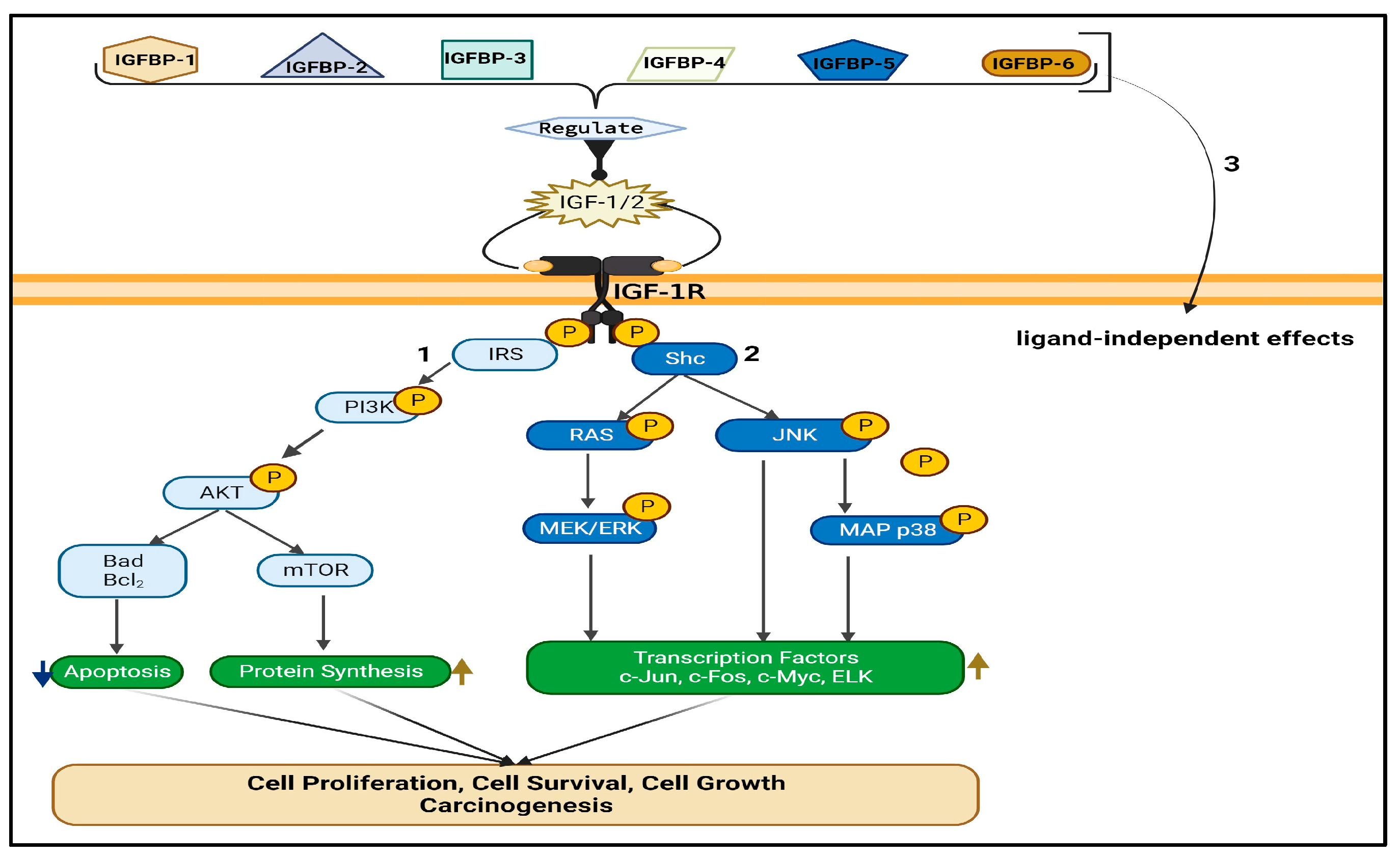 Biomedicines 12 00563 g002