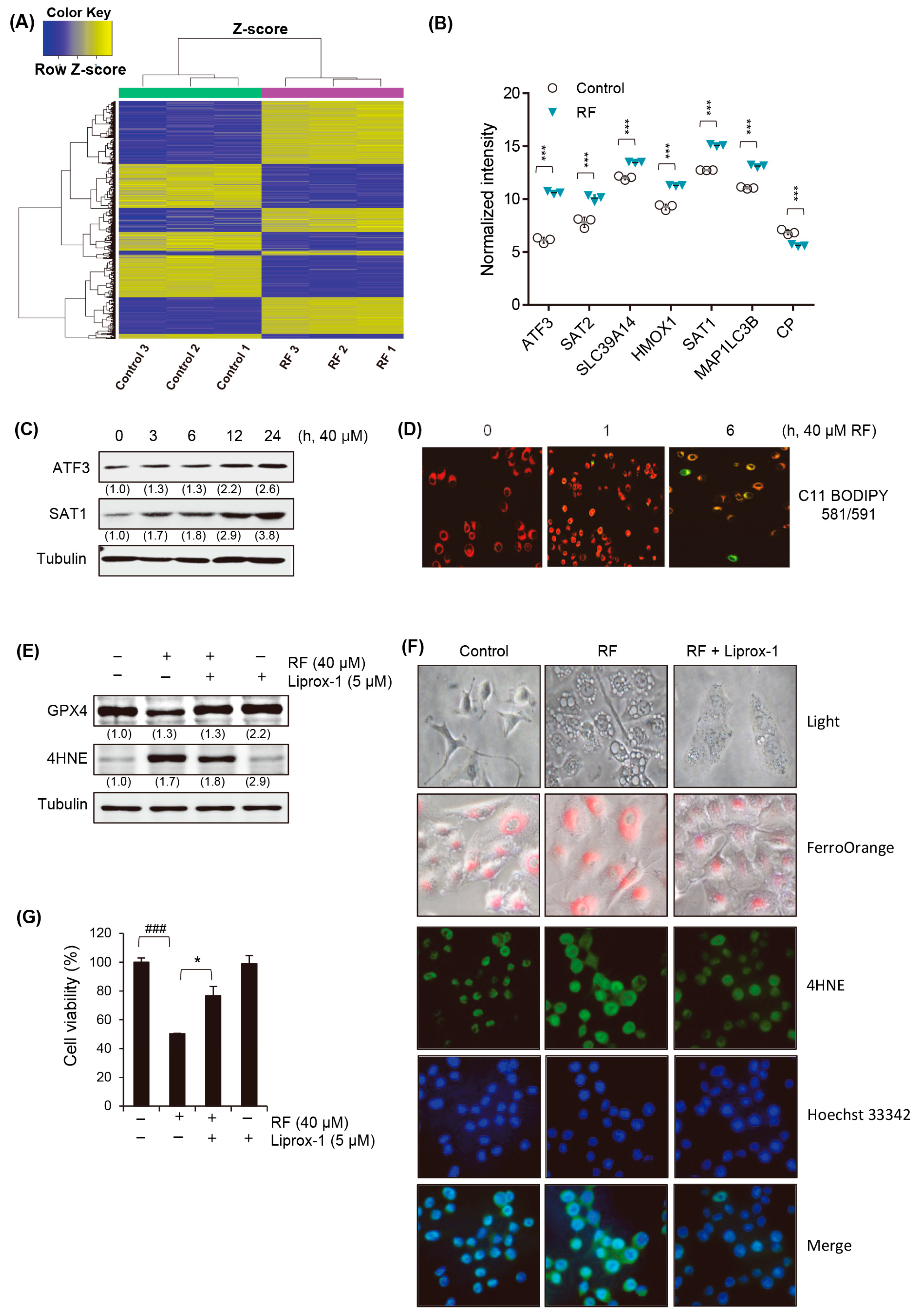 Biomedicines 12 00576 g004