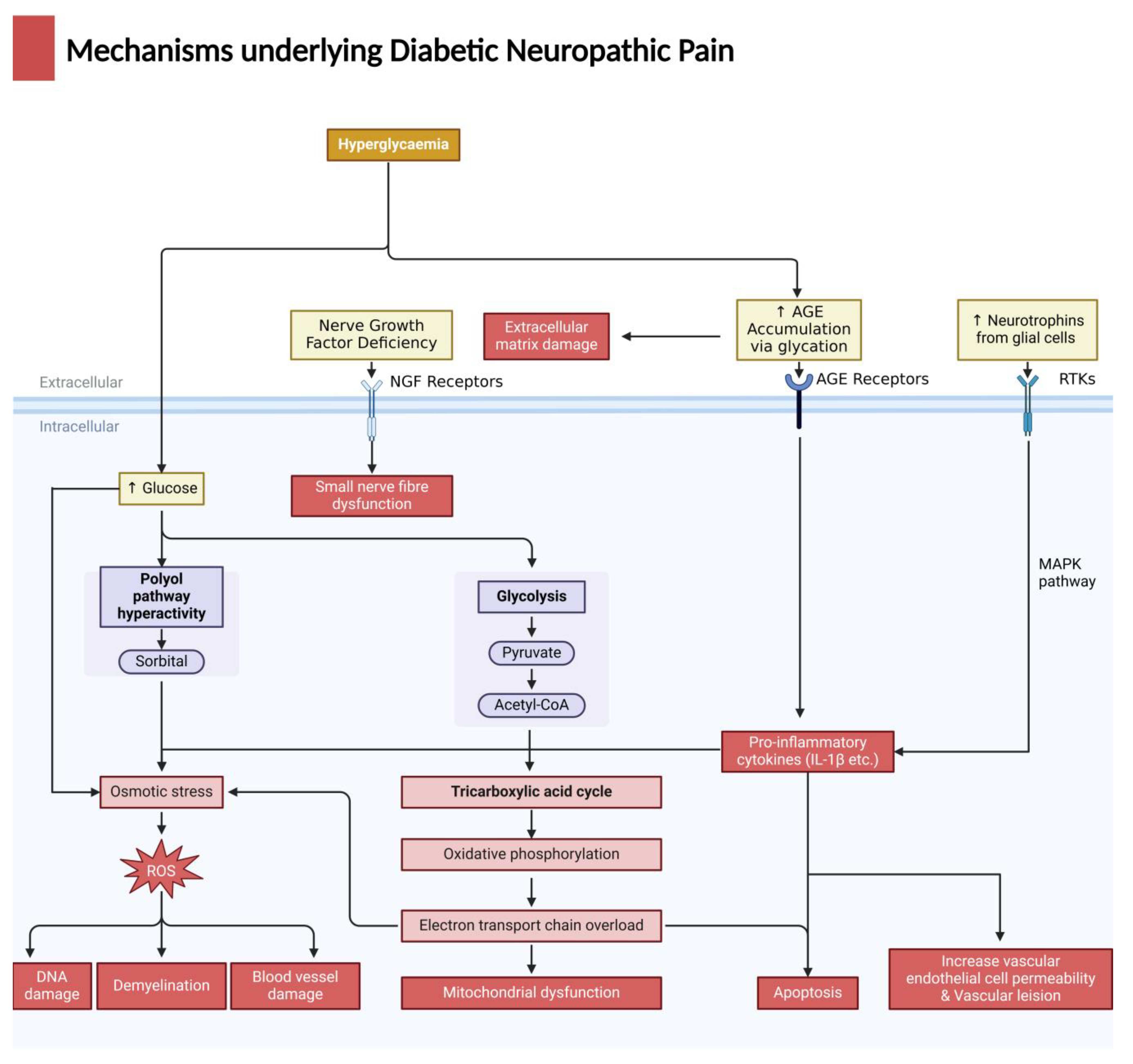 Biomedicines 12 00589 g001