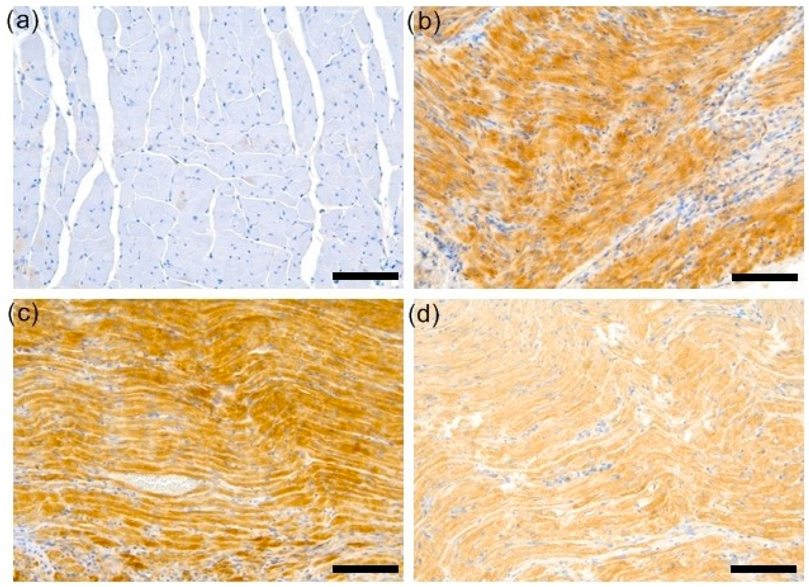 Biomedicines 12 00596 g004
