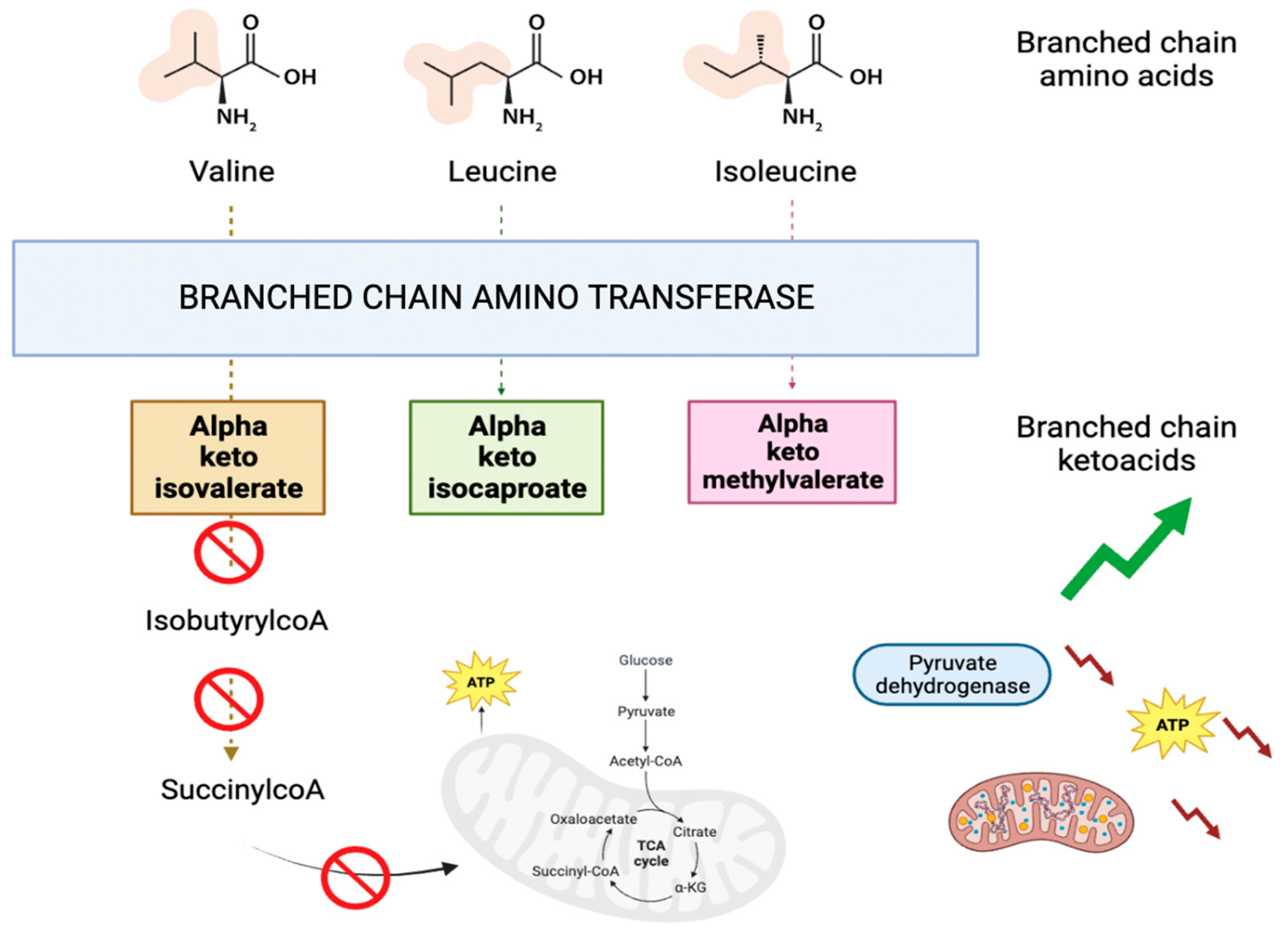 Biomedicines 12 00607 g004