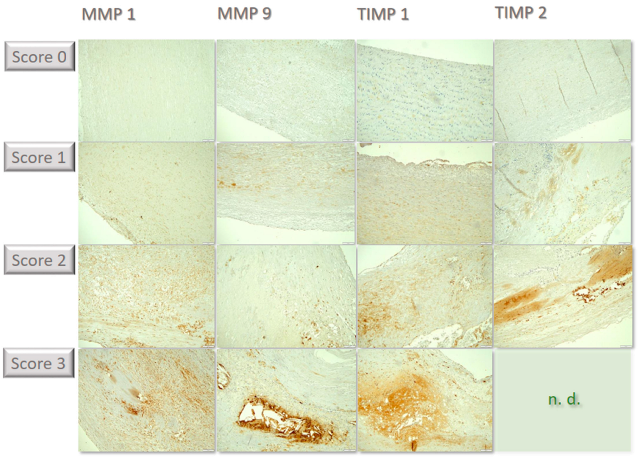 Biomedicines 12 00619 g002