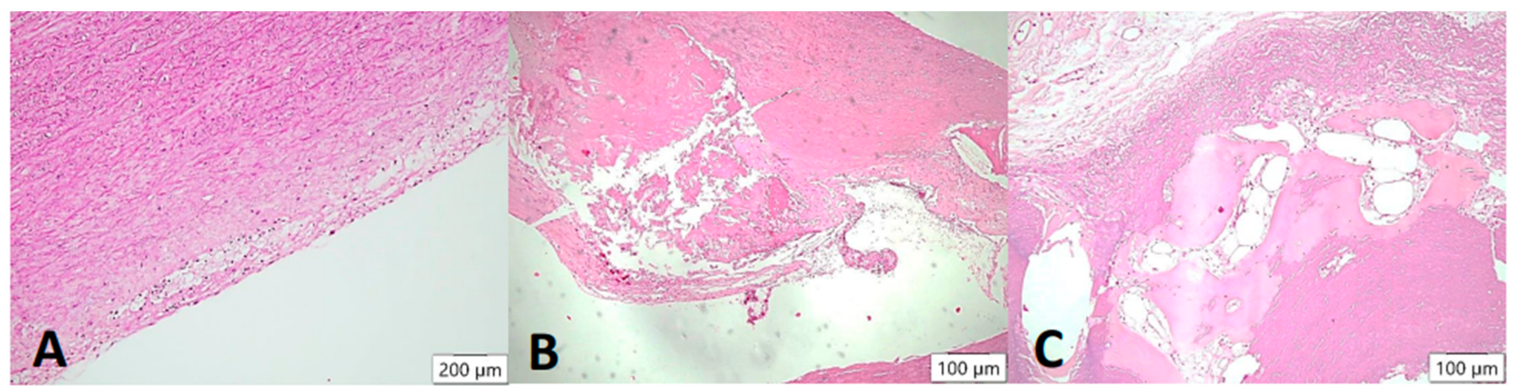 Biomedicines 12 00619 g004