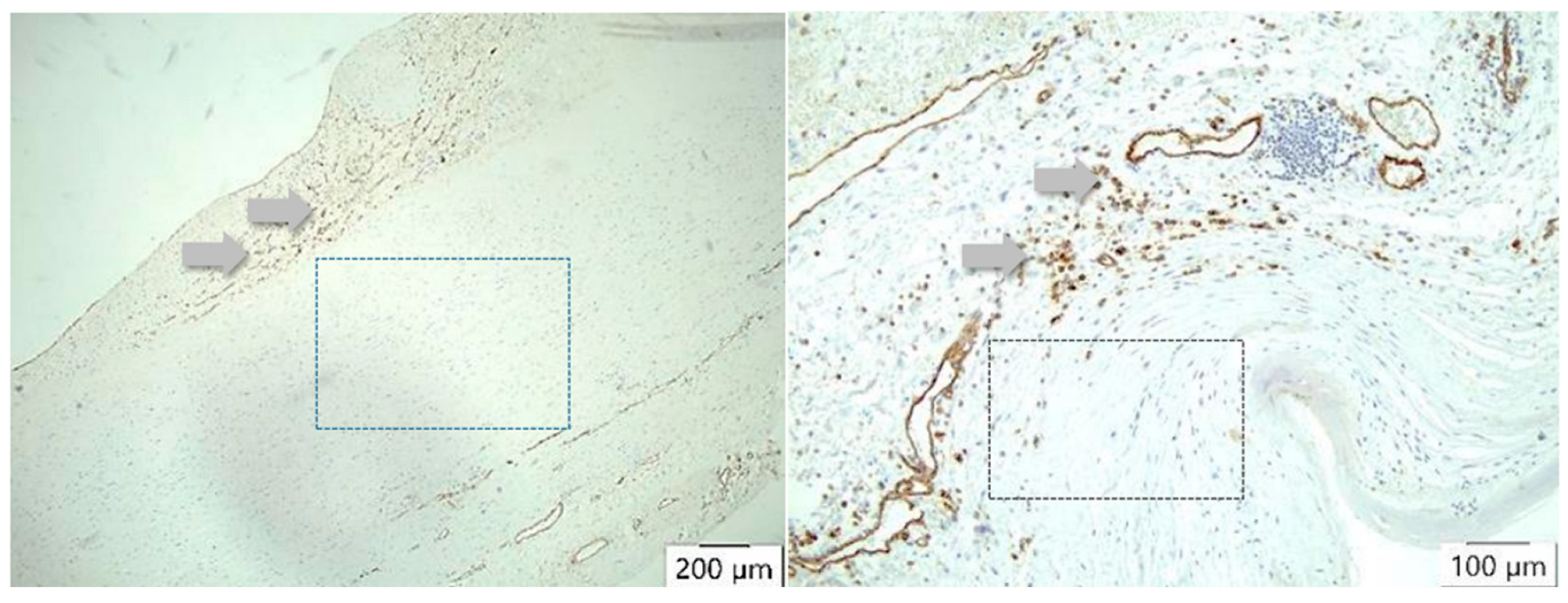 Biomedicines 12 00619 g009