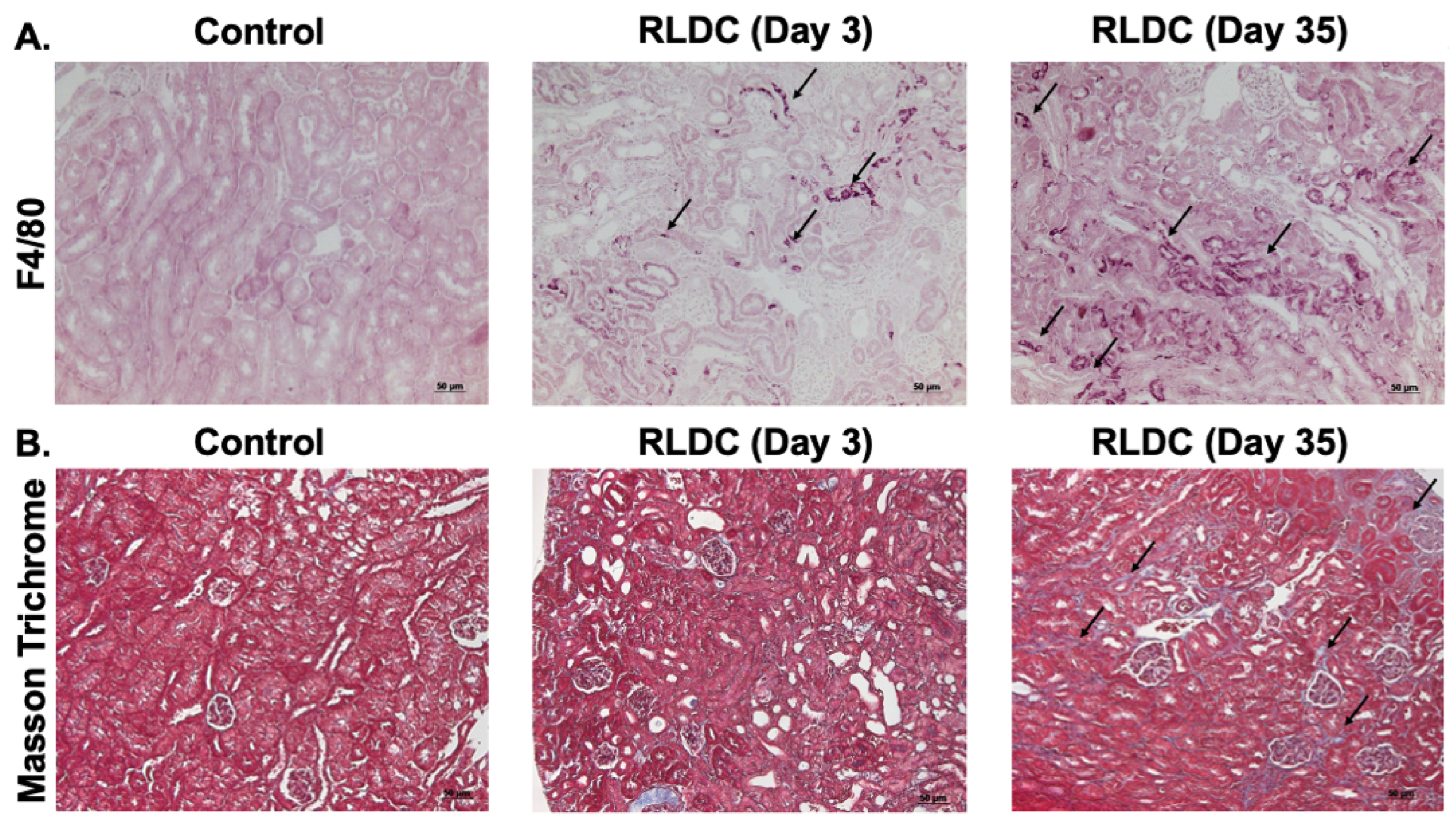 Biomedicines 12 00640 g002