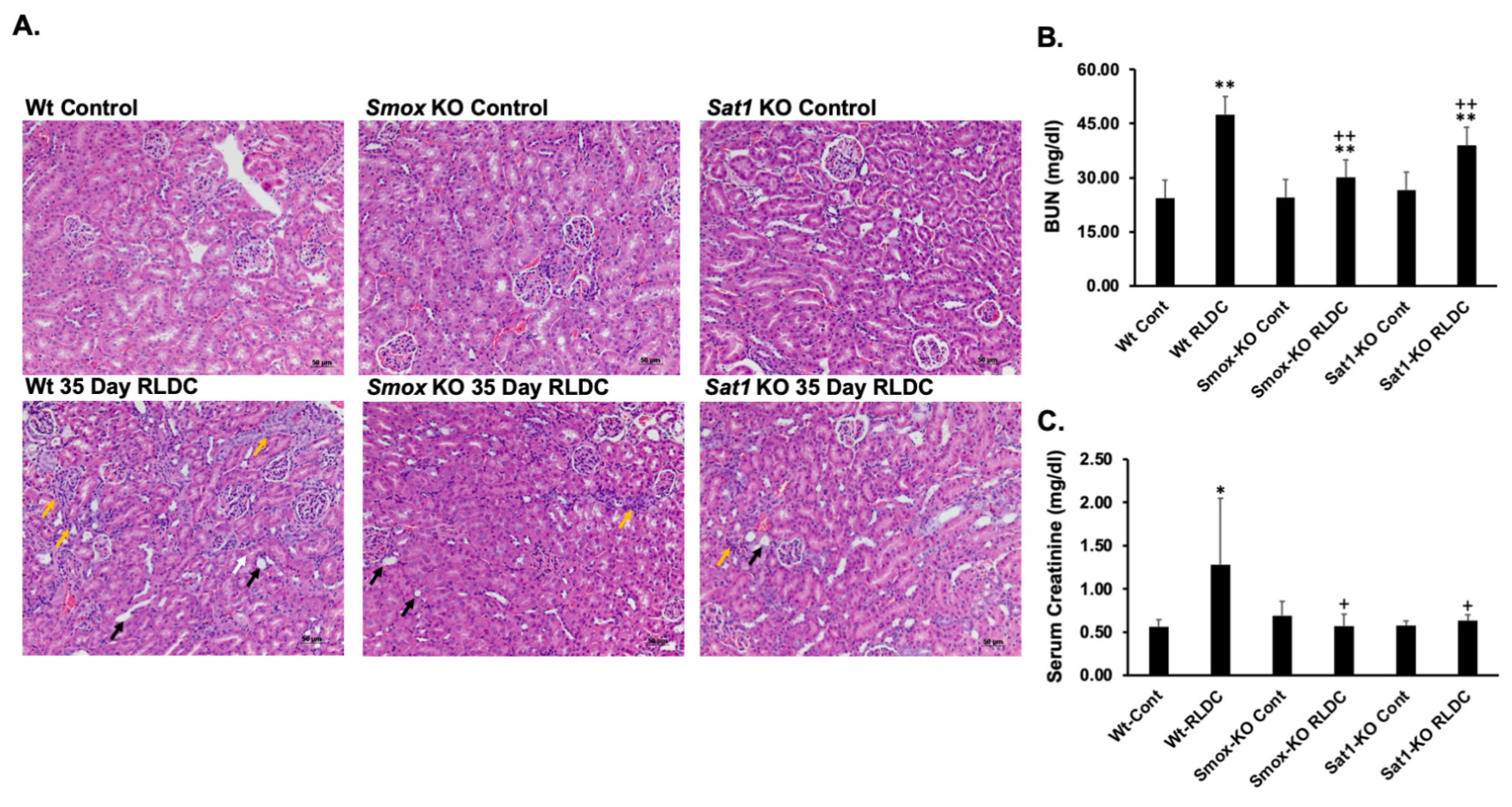 Biomedicines 12 00640 g008