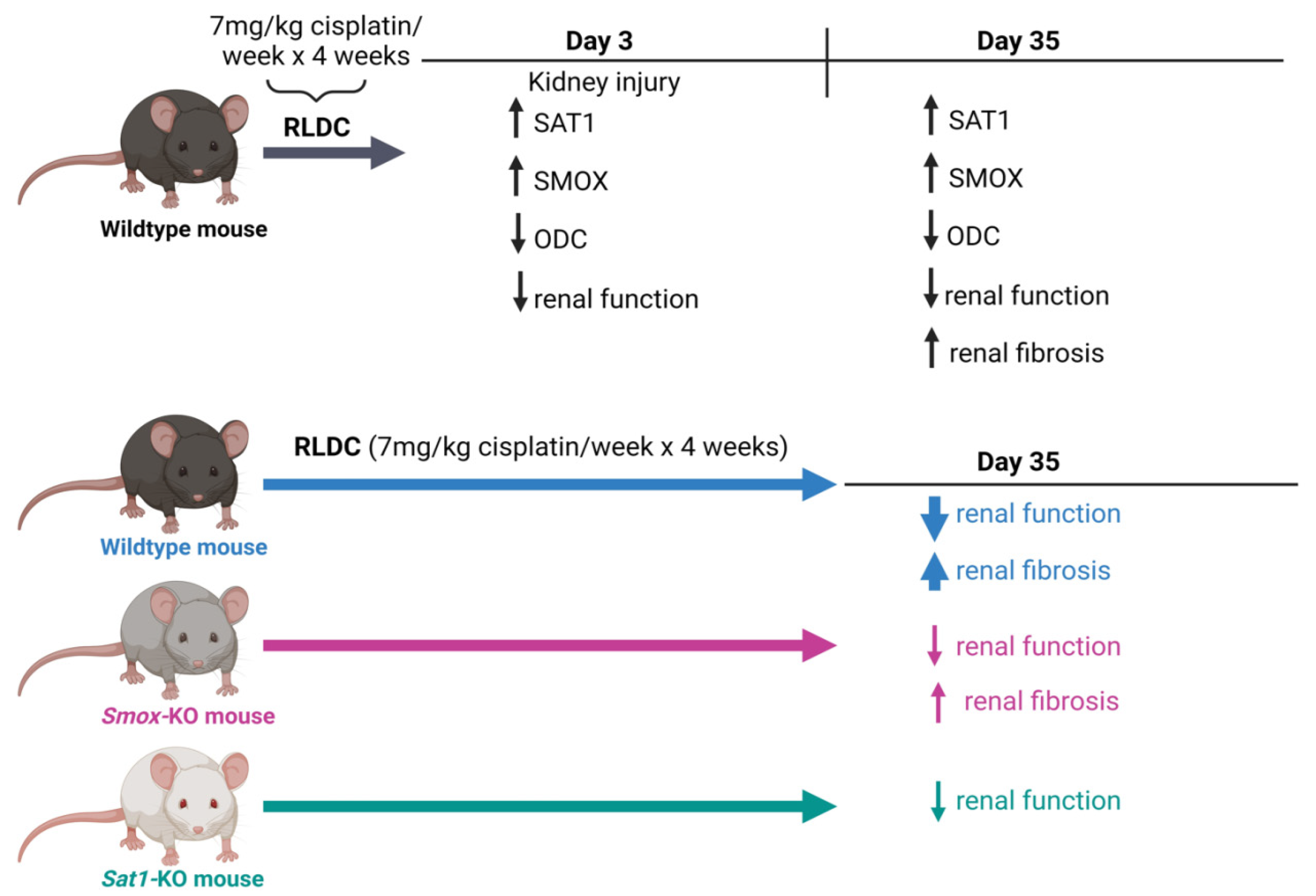 Biomedicines 12 00640 g010