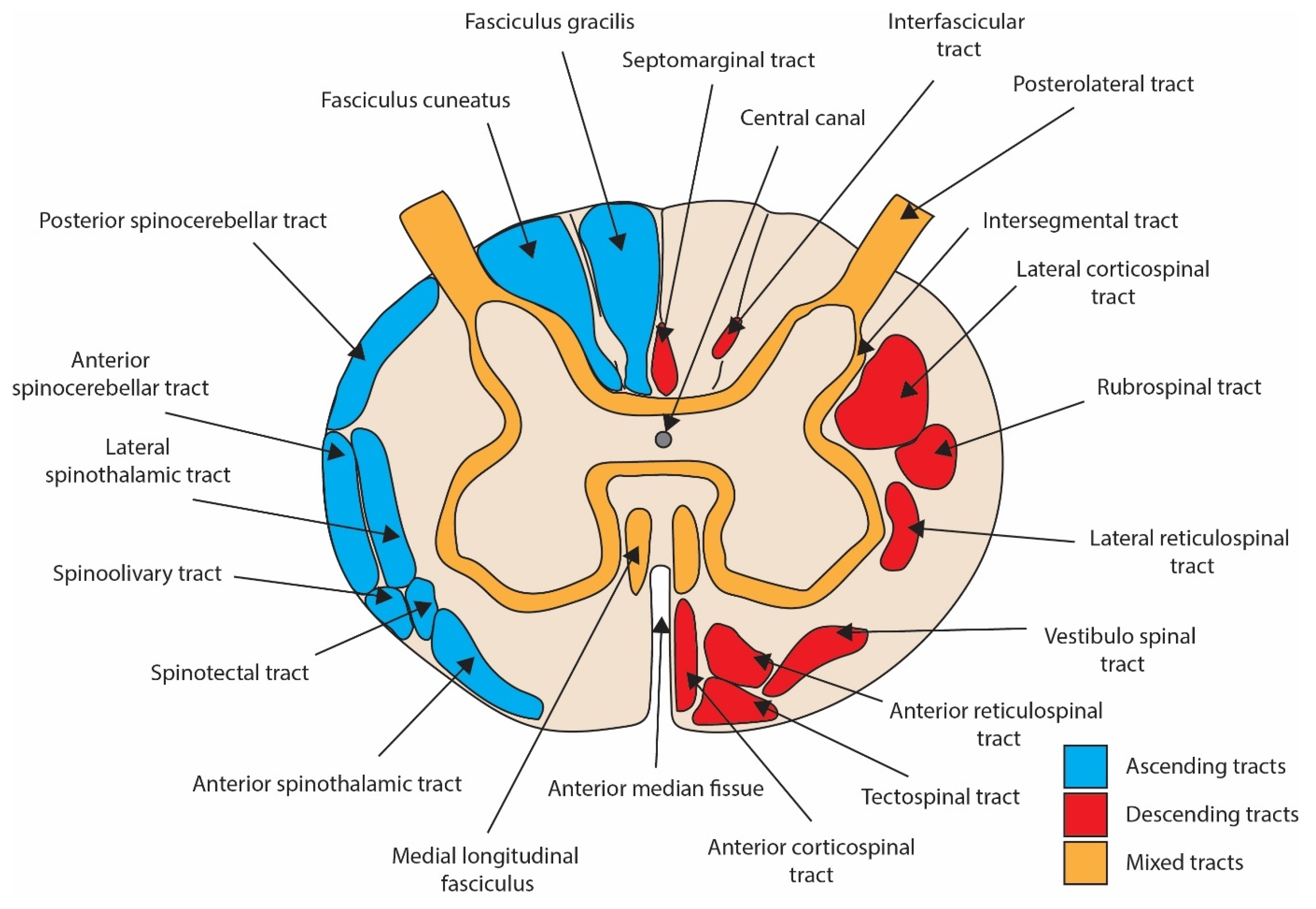 Biomedicines 12 00643 g002
