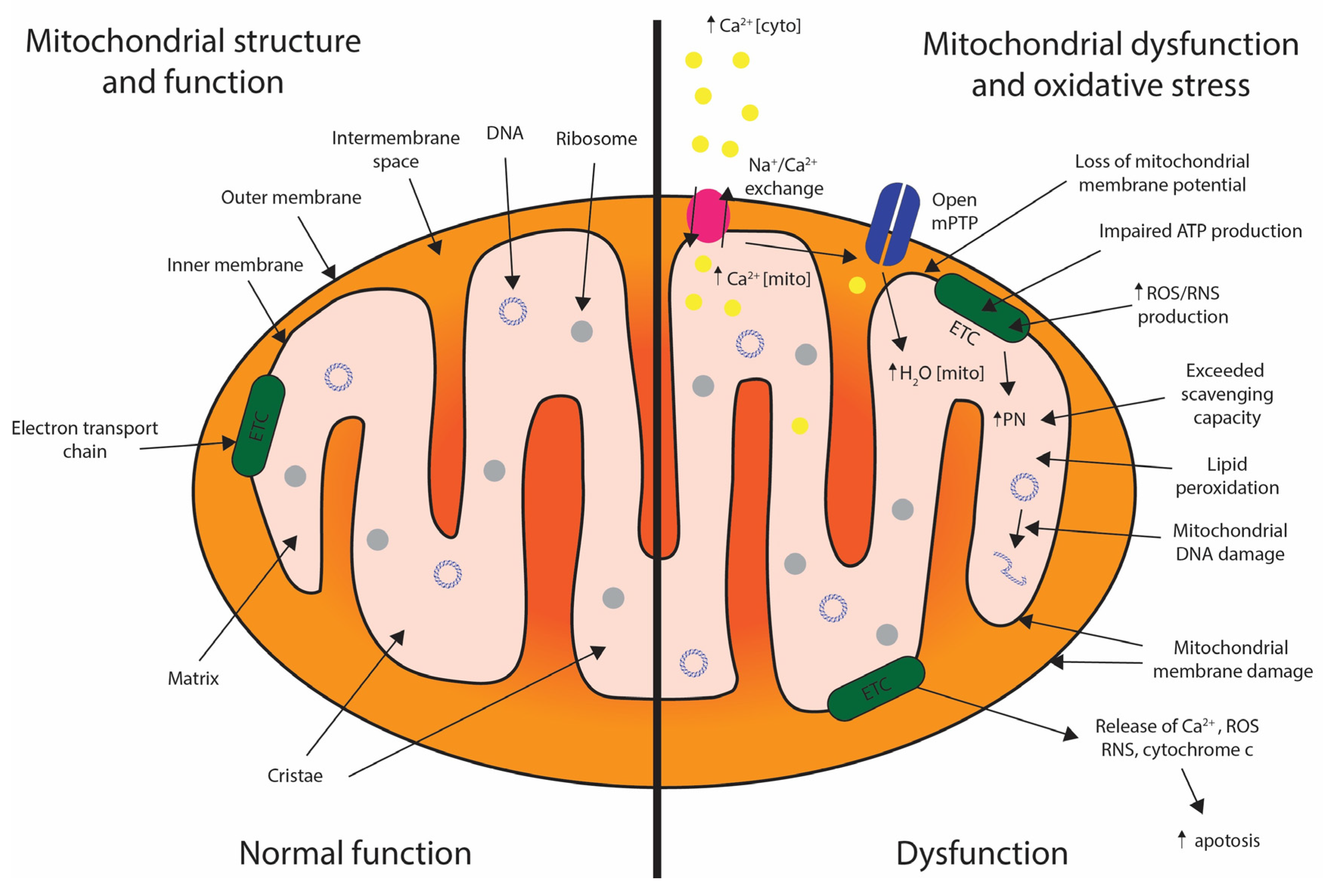 Biomedicines 12 00643 g006
