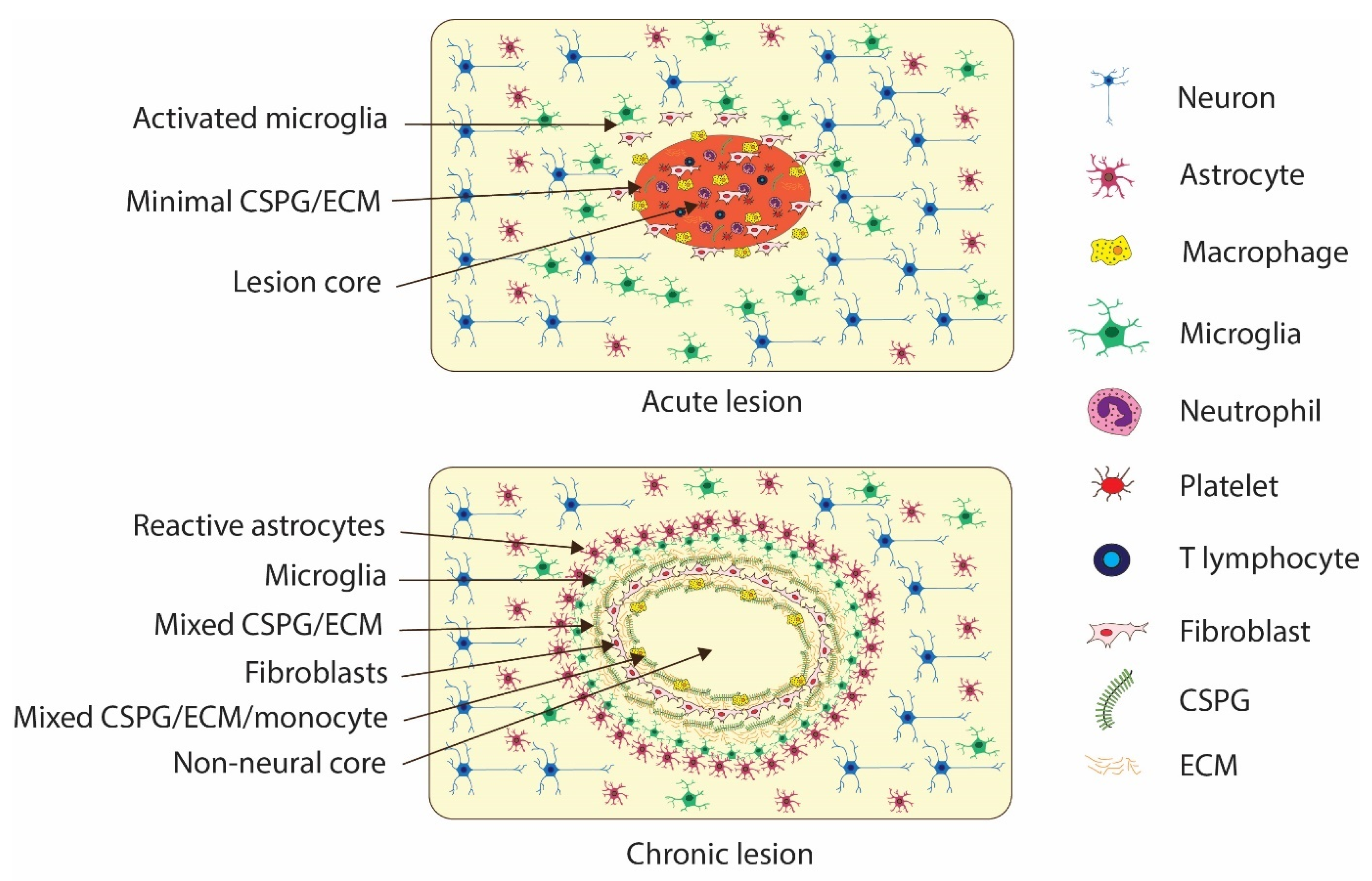 Biomedicines 12 00643 g007