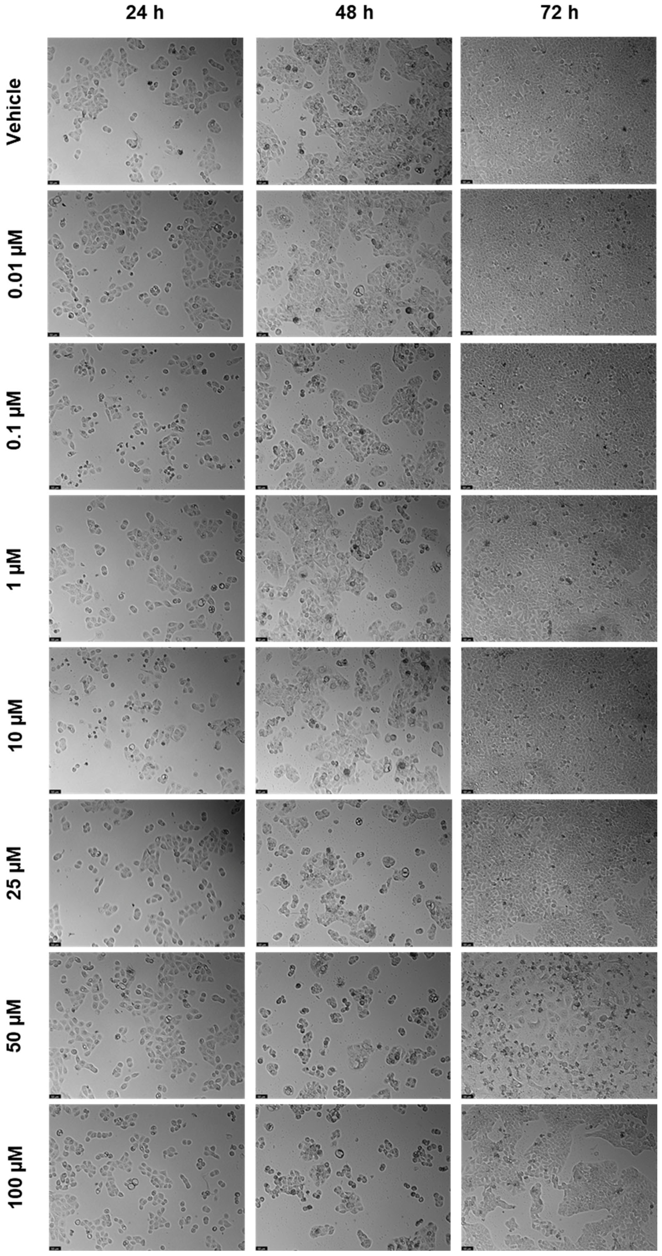 Biomedicines 12 00647 g003