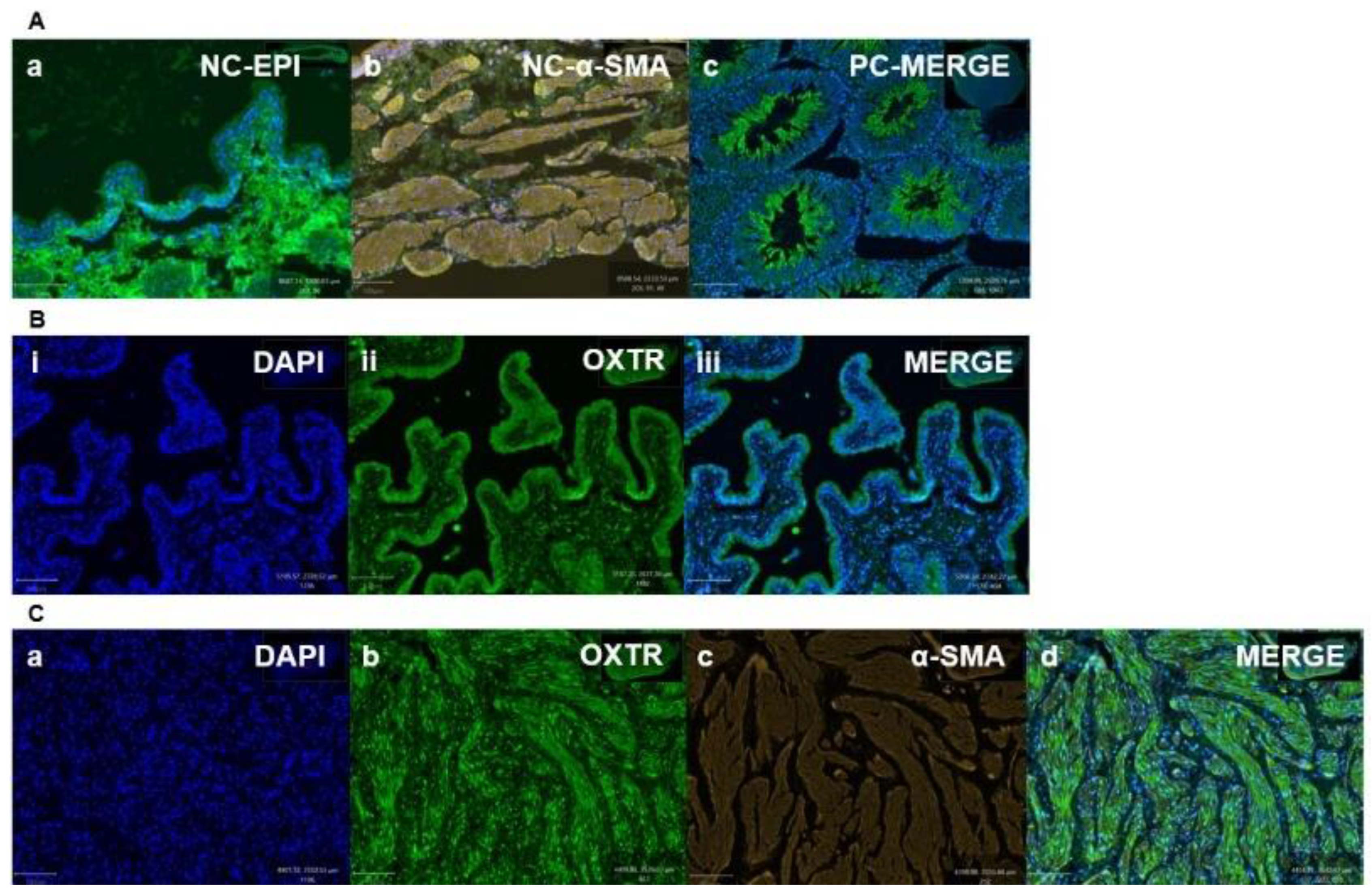Biomedicines 12 00674 g007 Biomedicines 12 00674 g007