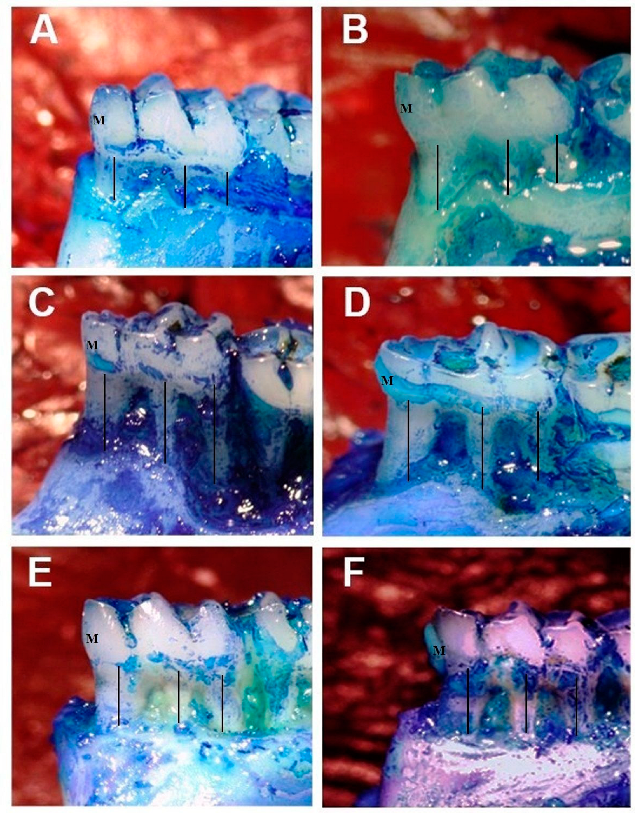 Biomedicines 12 00684 g001