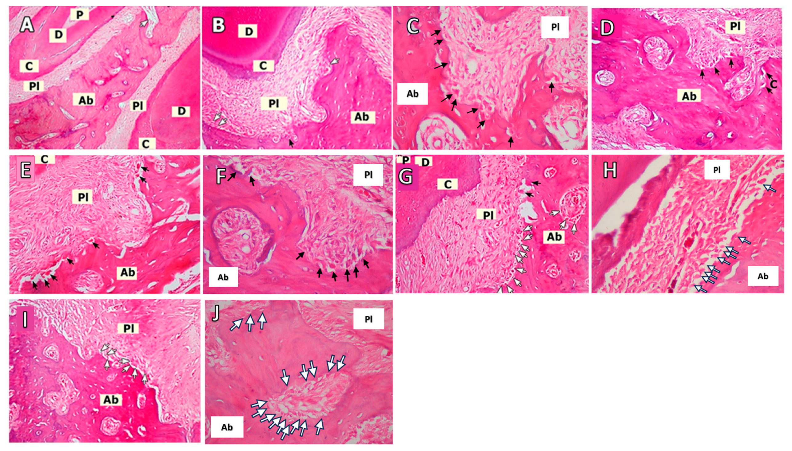 Biomedicines 12 00684 g002