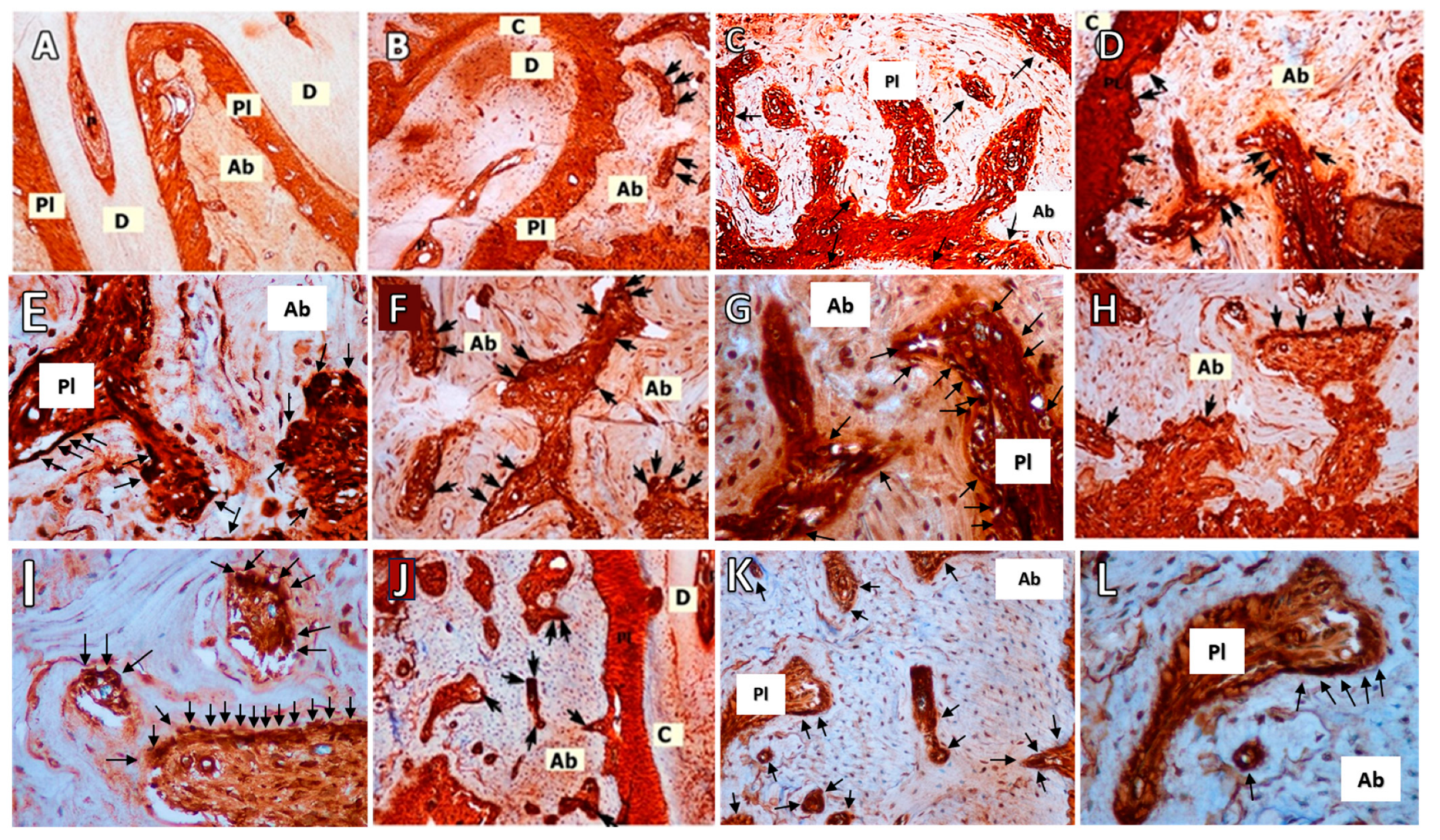 Biomedicines 12 00684 g003