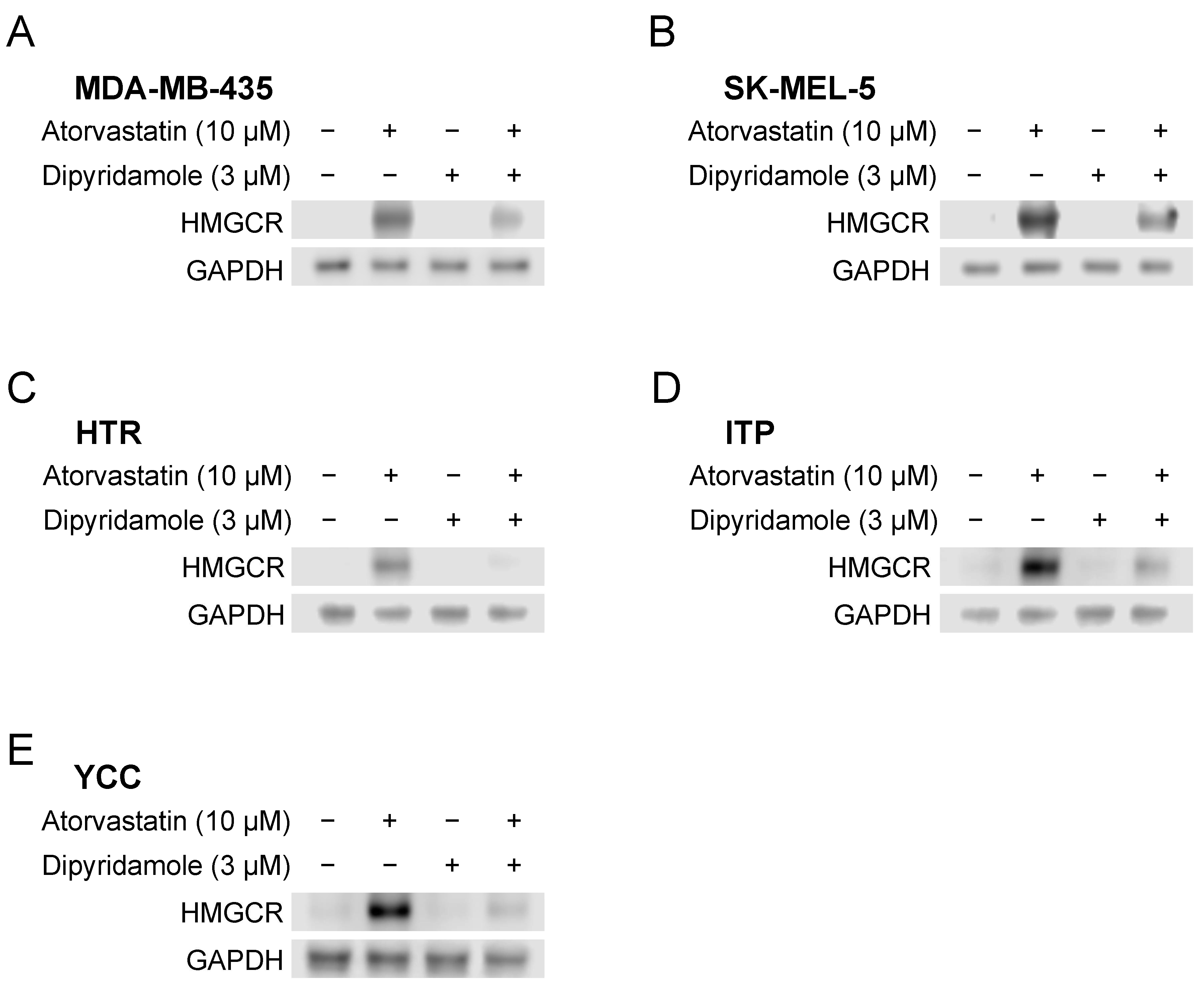 Biomedicines 12 00698 g002