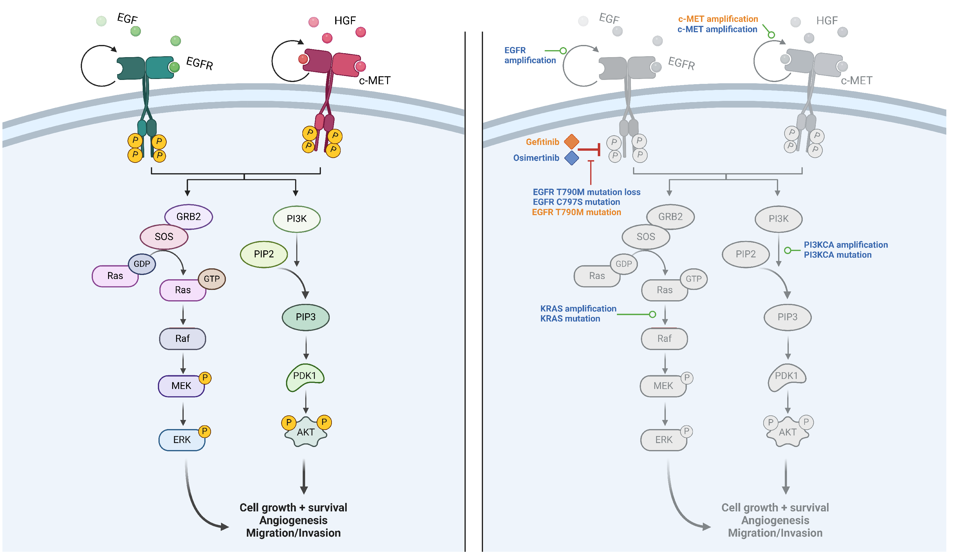 Biomedicines 12 00704 g001