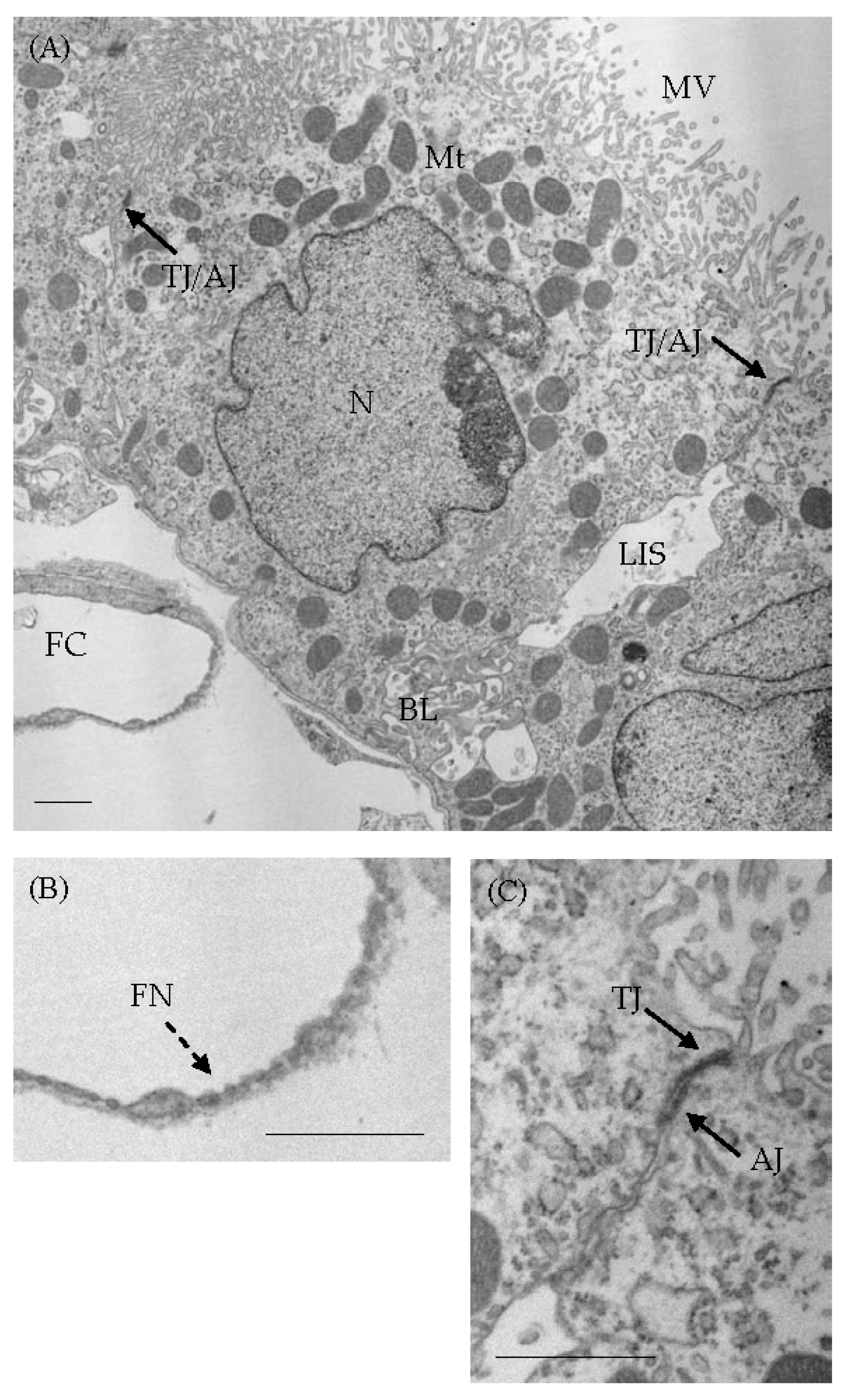 Biomedicines 12 00708 g001