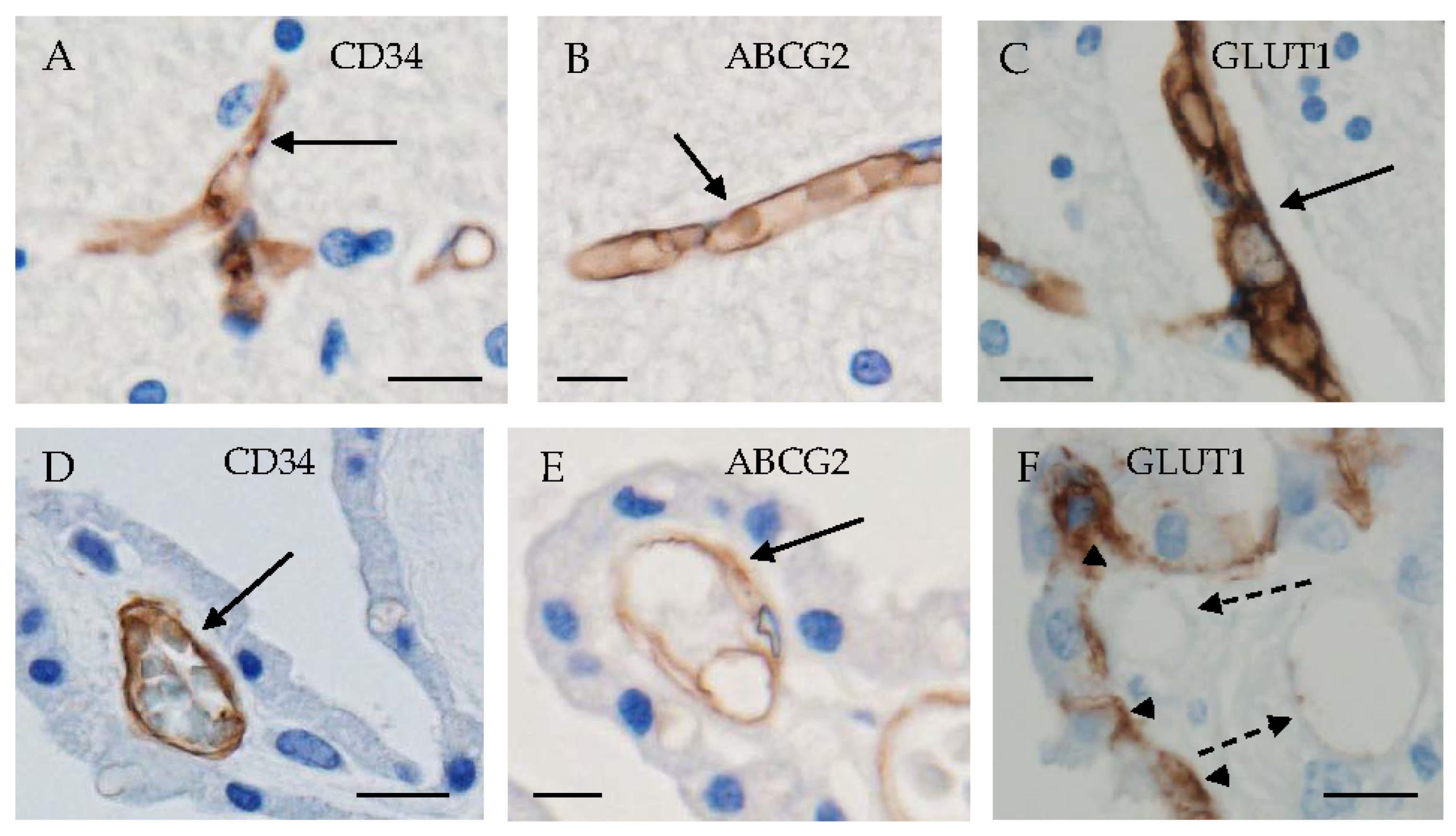 Biomedicines 12 00708 g002