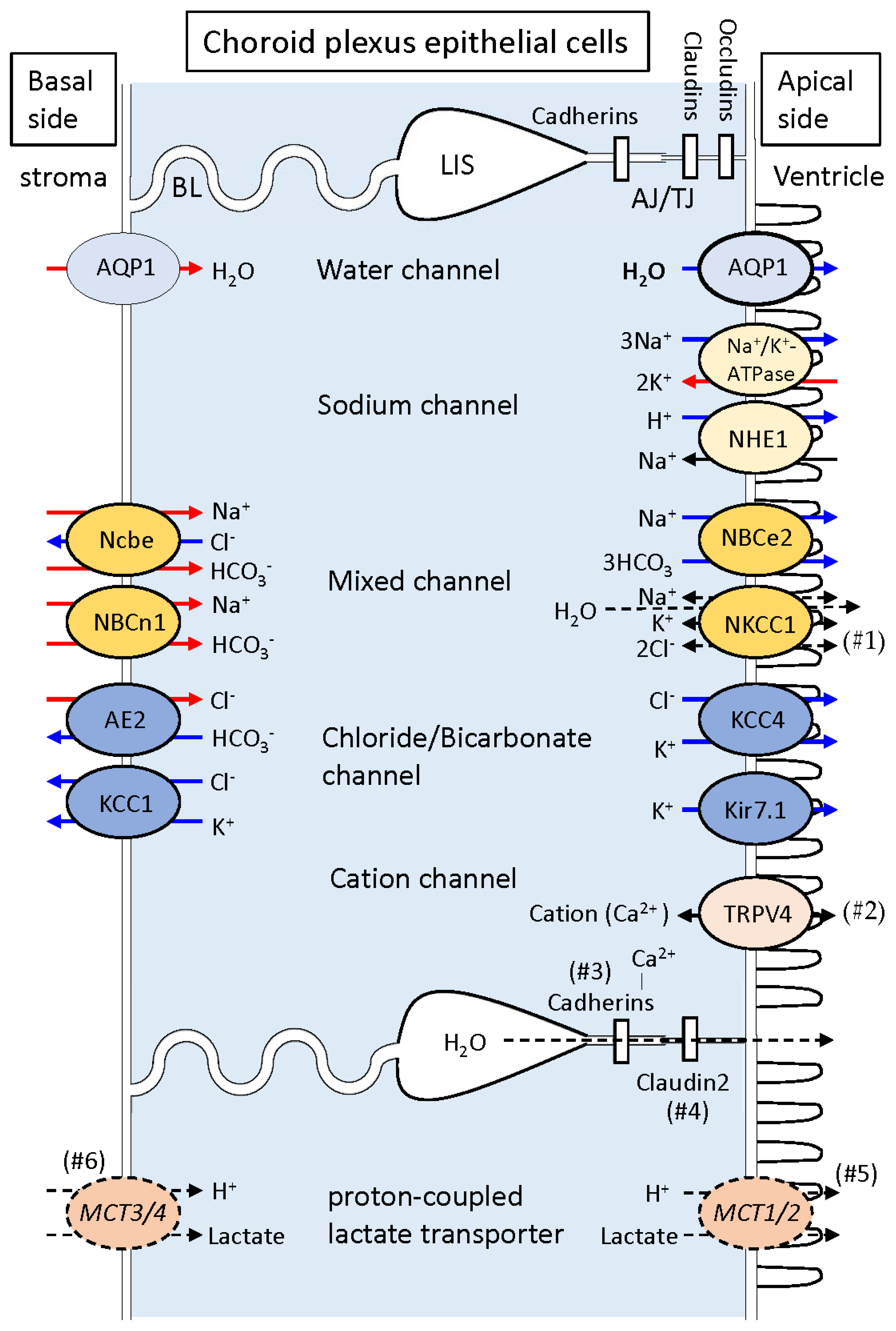 Biomedicines 12 00708 g003