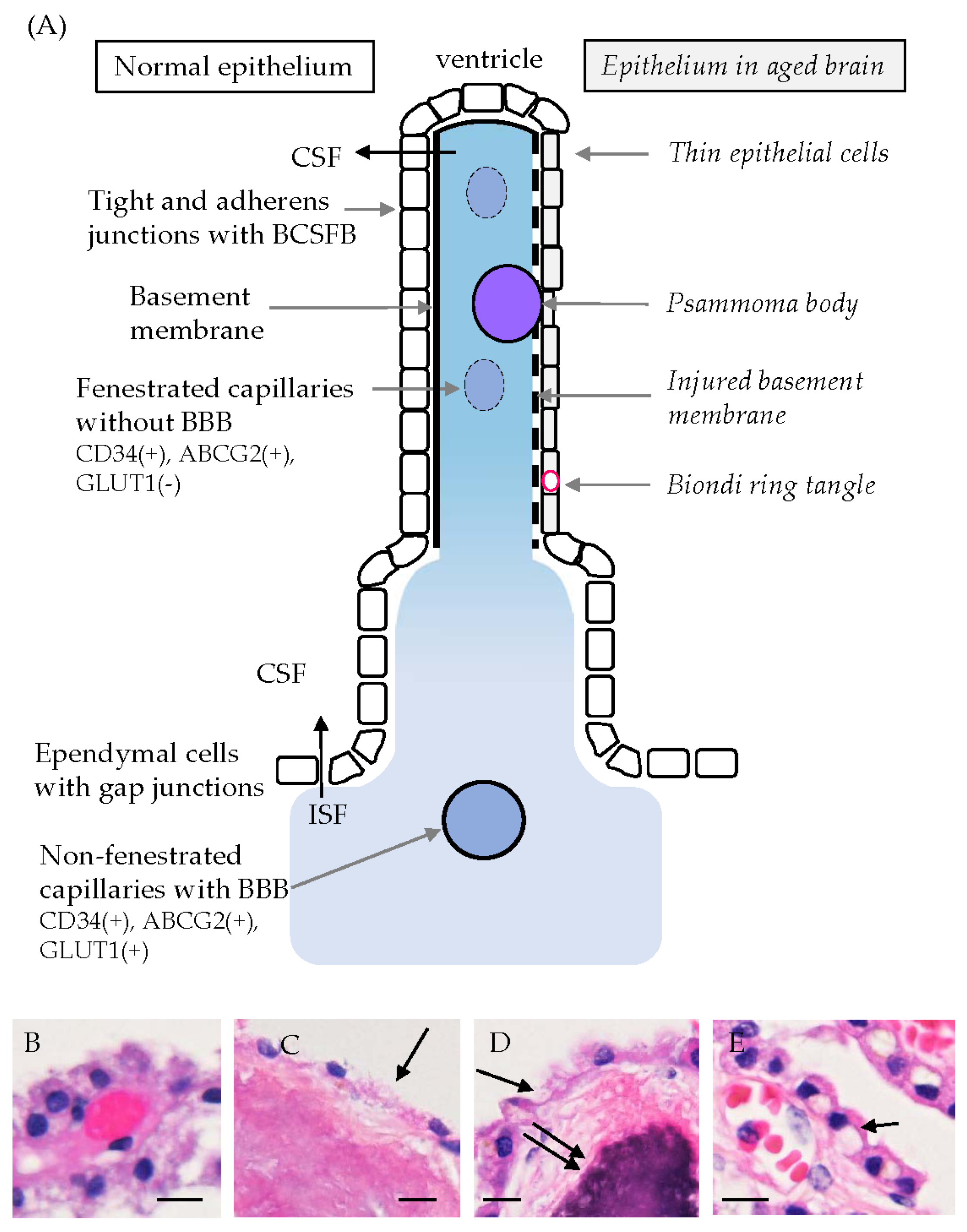 Biomedicines 12 00708 g004