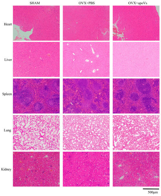 Biomedicines 12 00730 g0a4