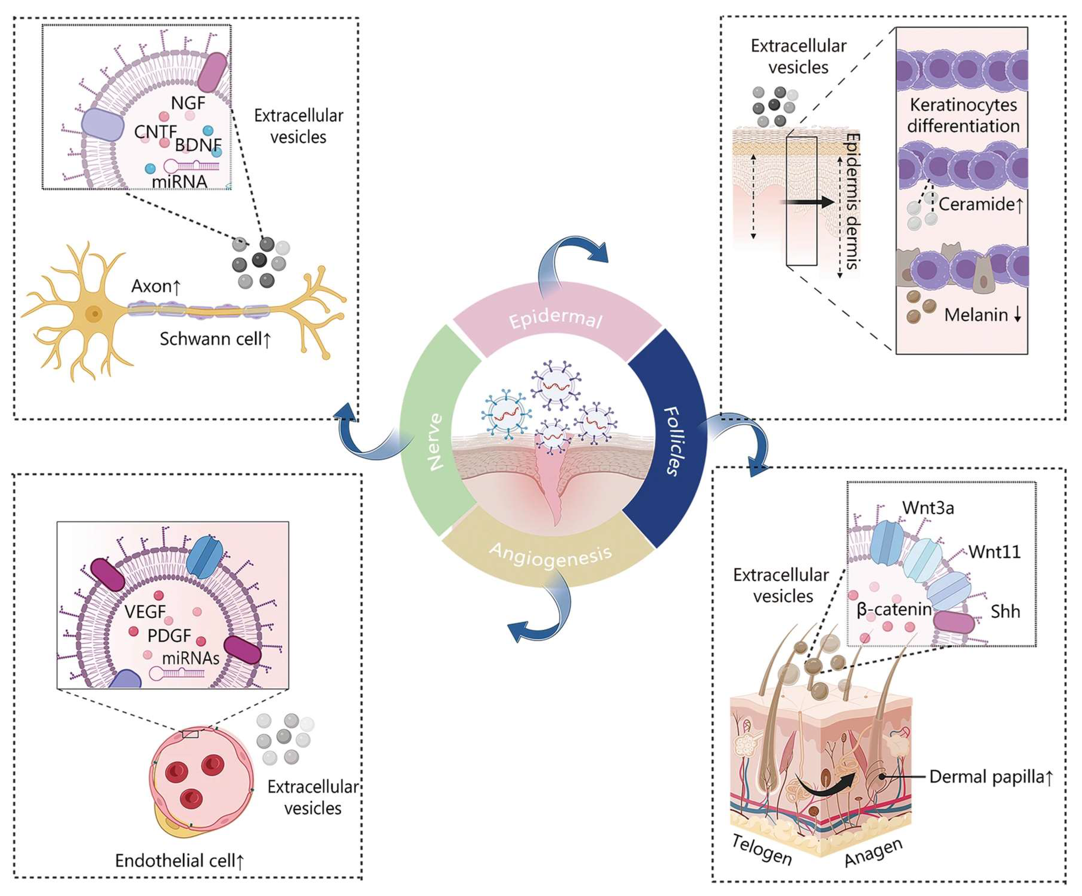 Biomedicines 12 00743 g003