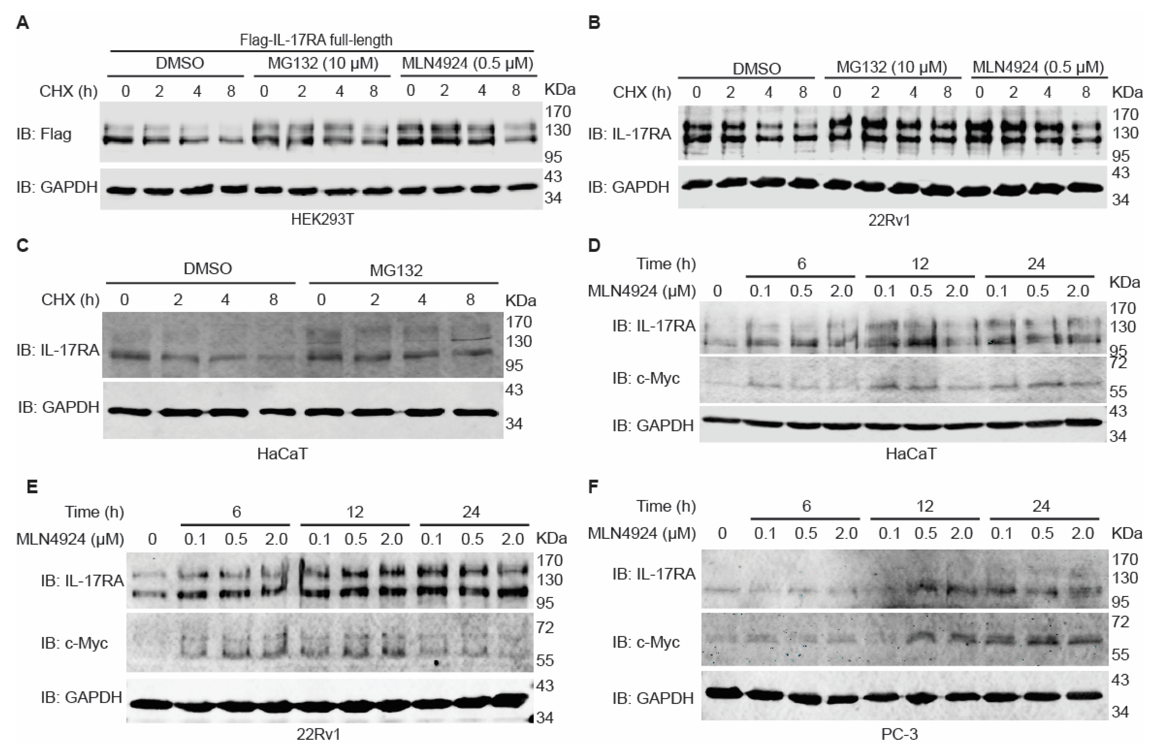 Biomedicines 12 00755 g001