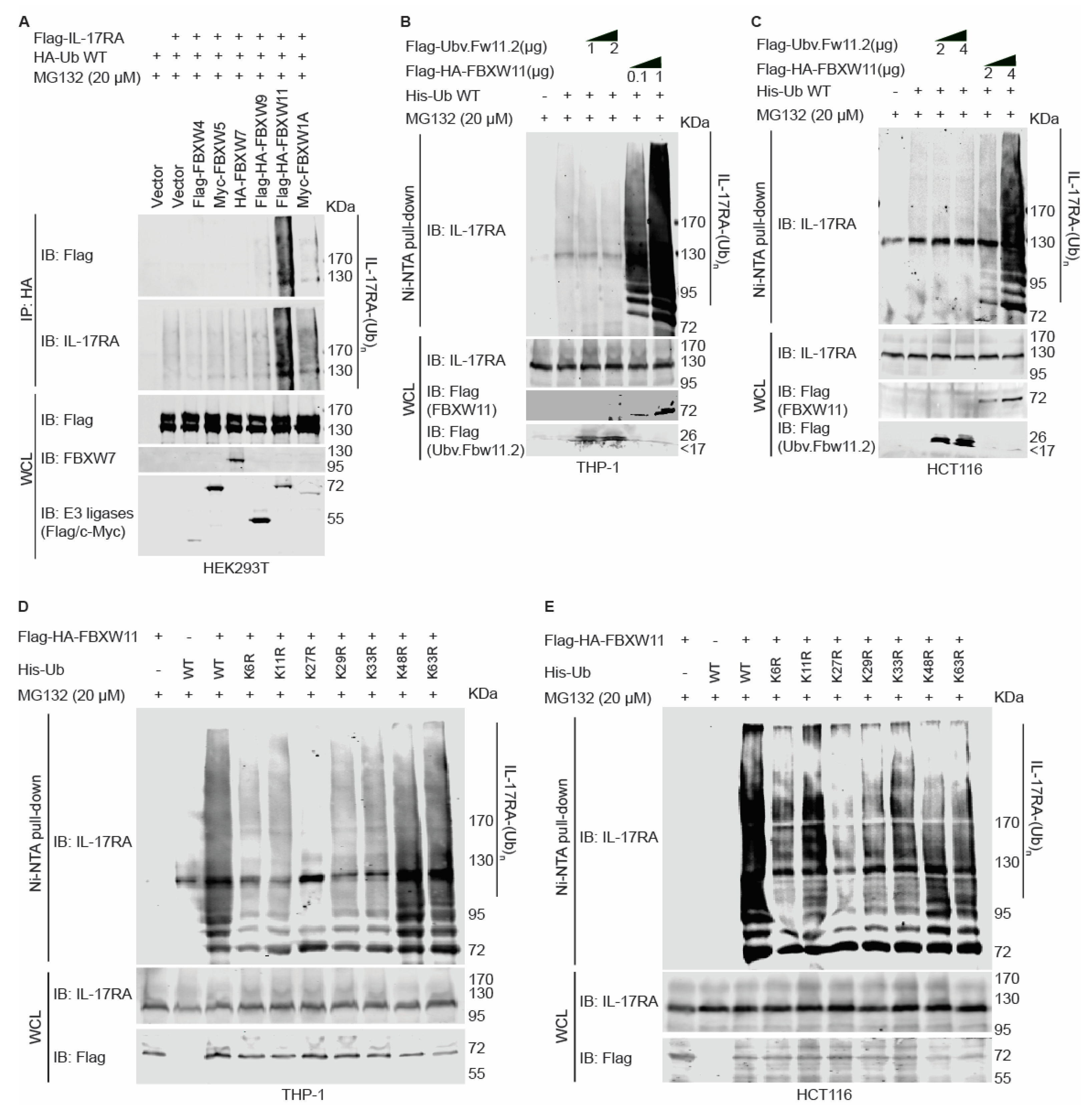 Biomedicines 12 00755 g003