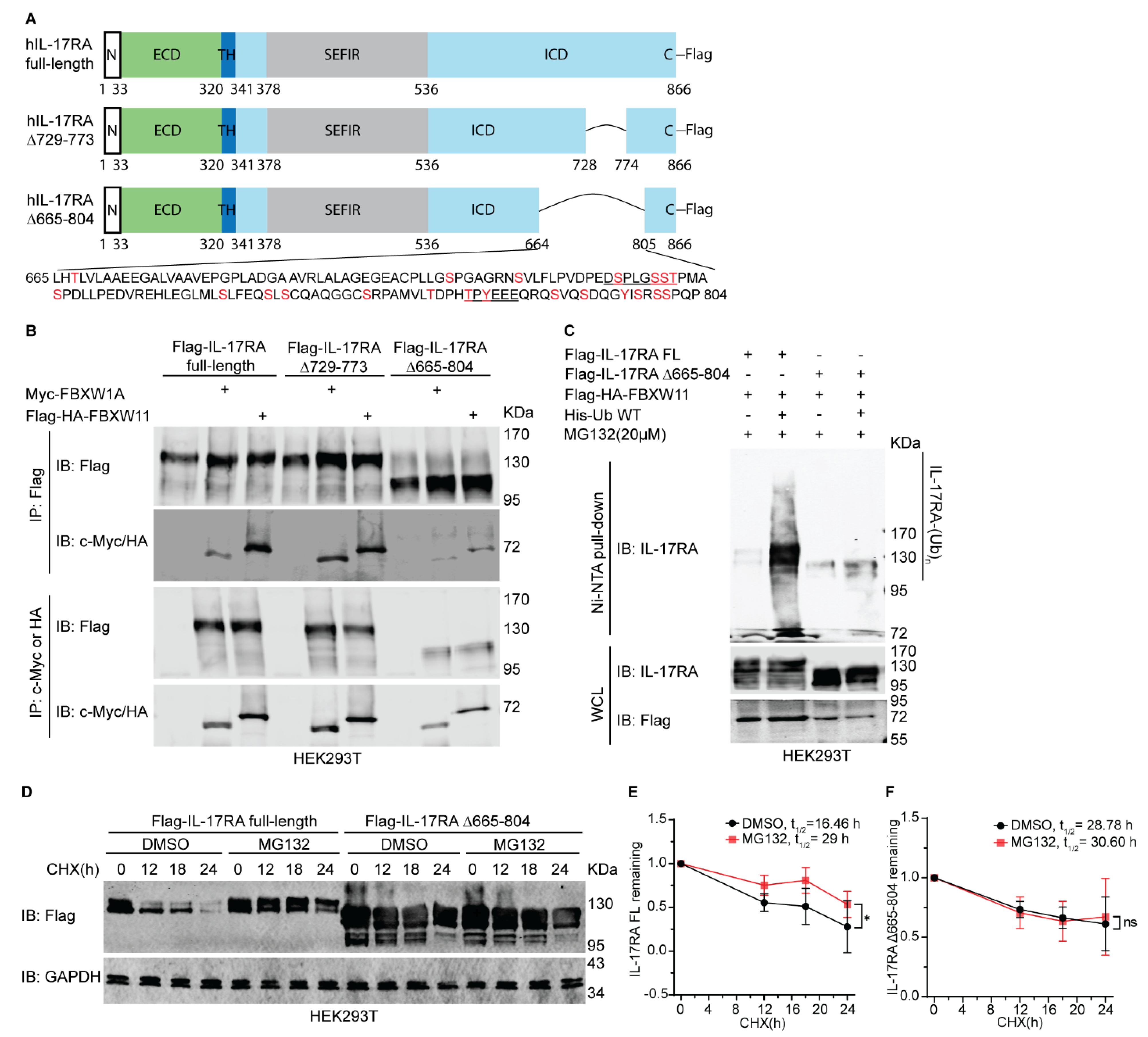 Biomedicines 12 00755 g006