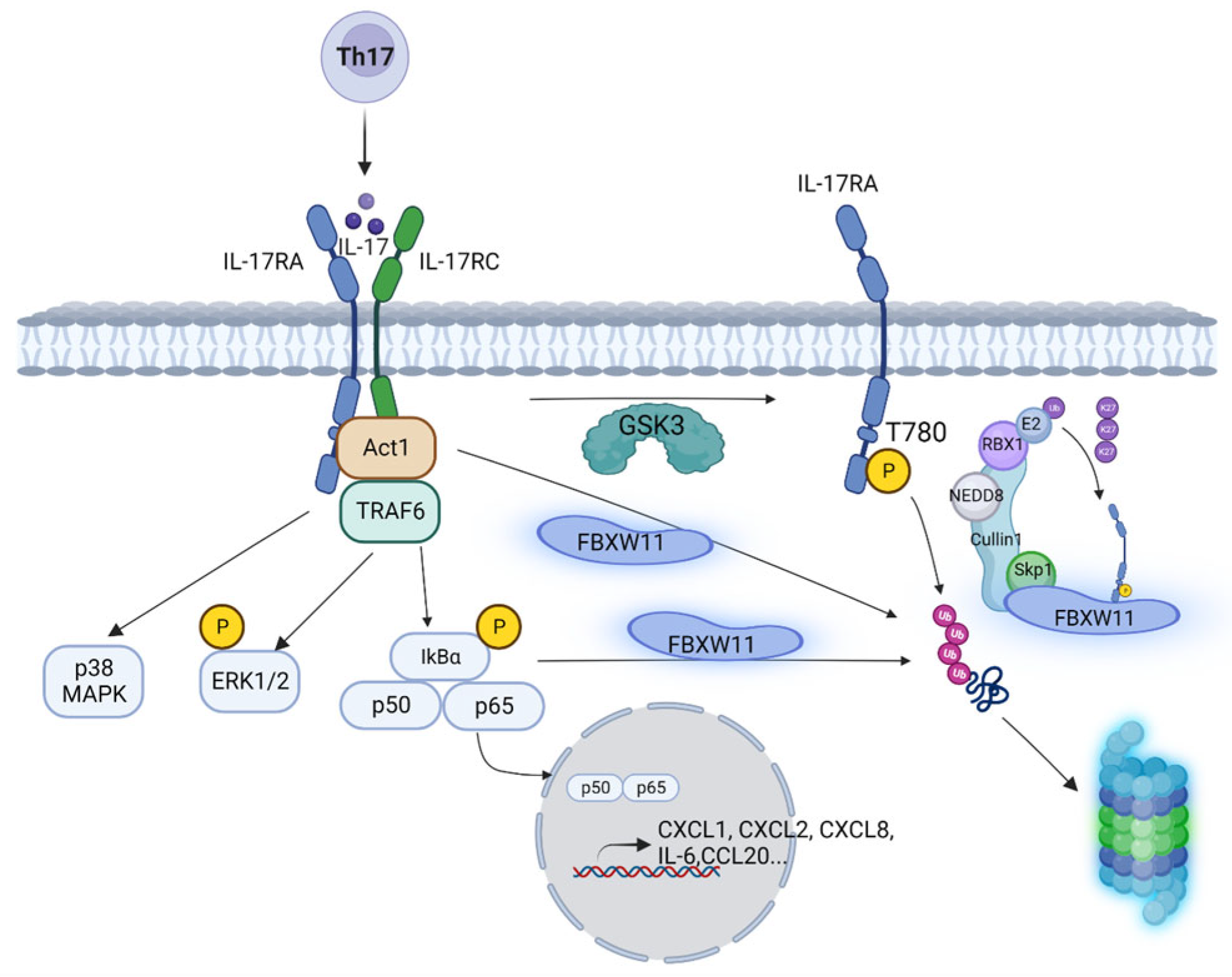 Biomedicines 12 00755 g008