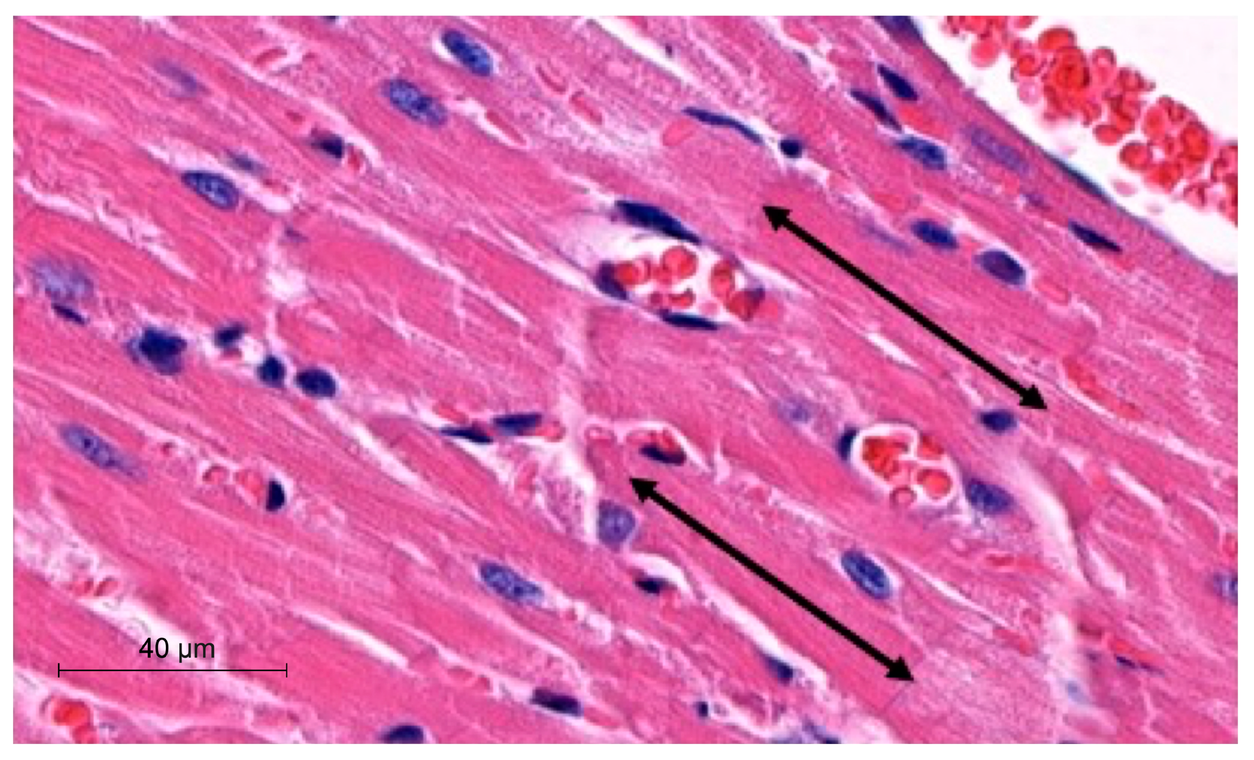 Biomedicines 12 00769 g001