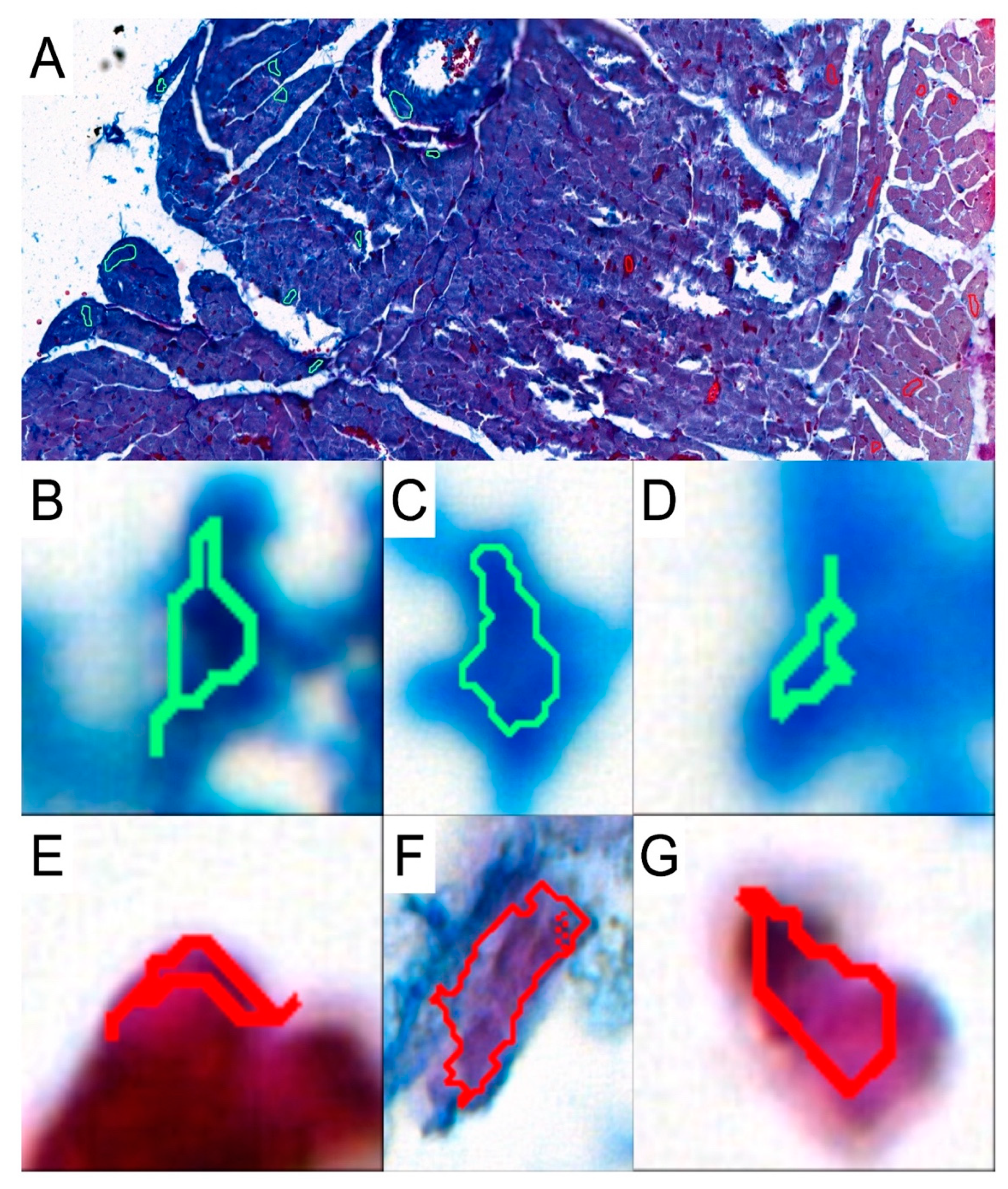 Biomedicines 12 00769 g002